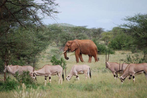 Hotel Samburu Game Lodge, por ChaCh' 