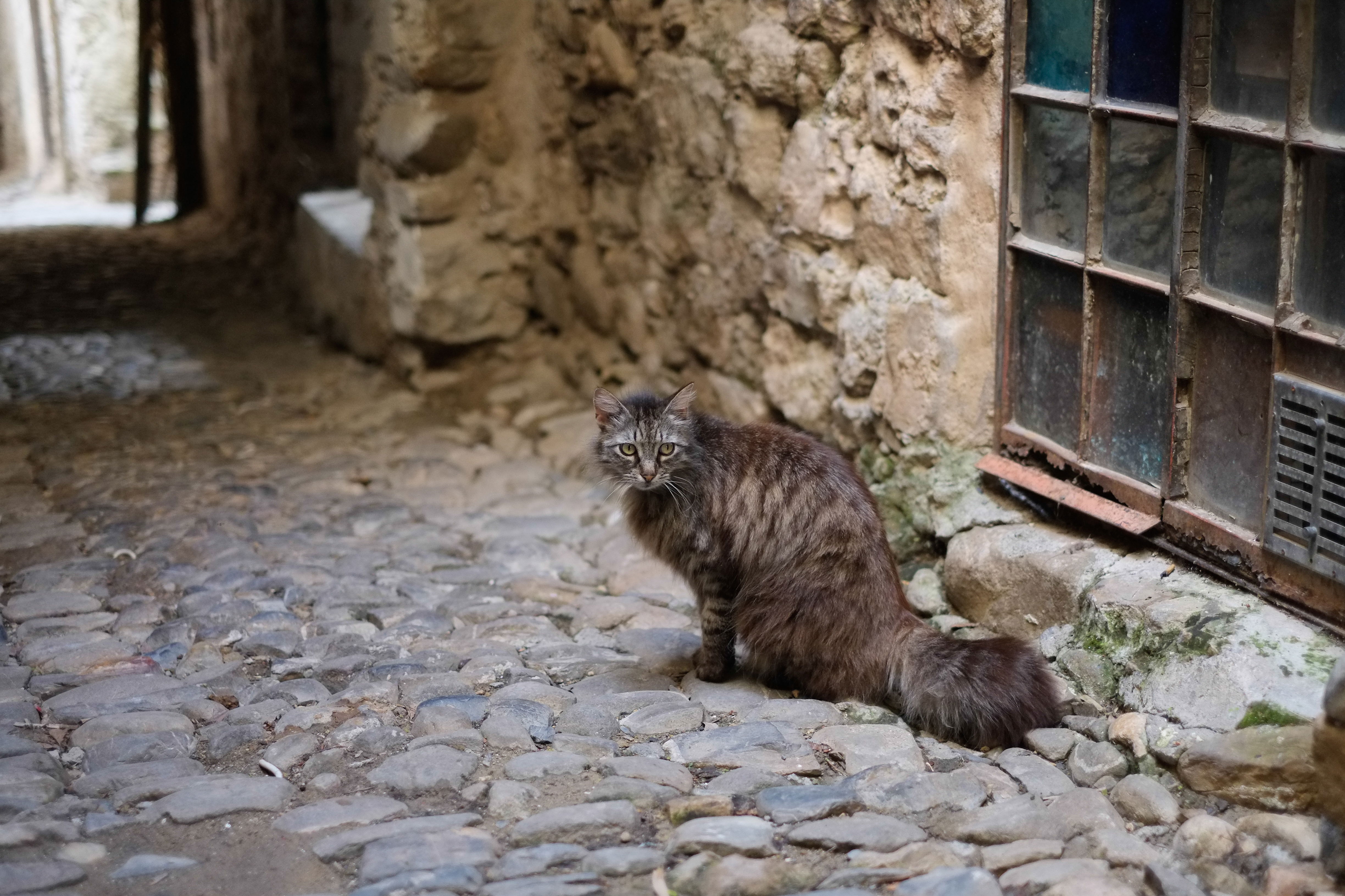 Bussana Vecchia, por Silvia Giordano