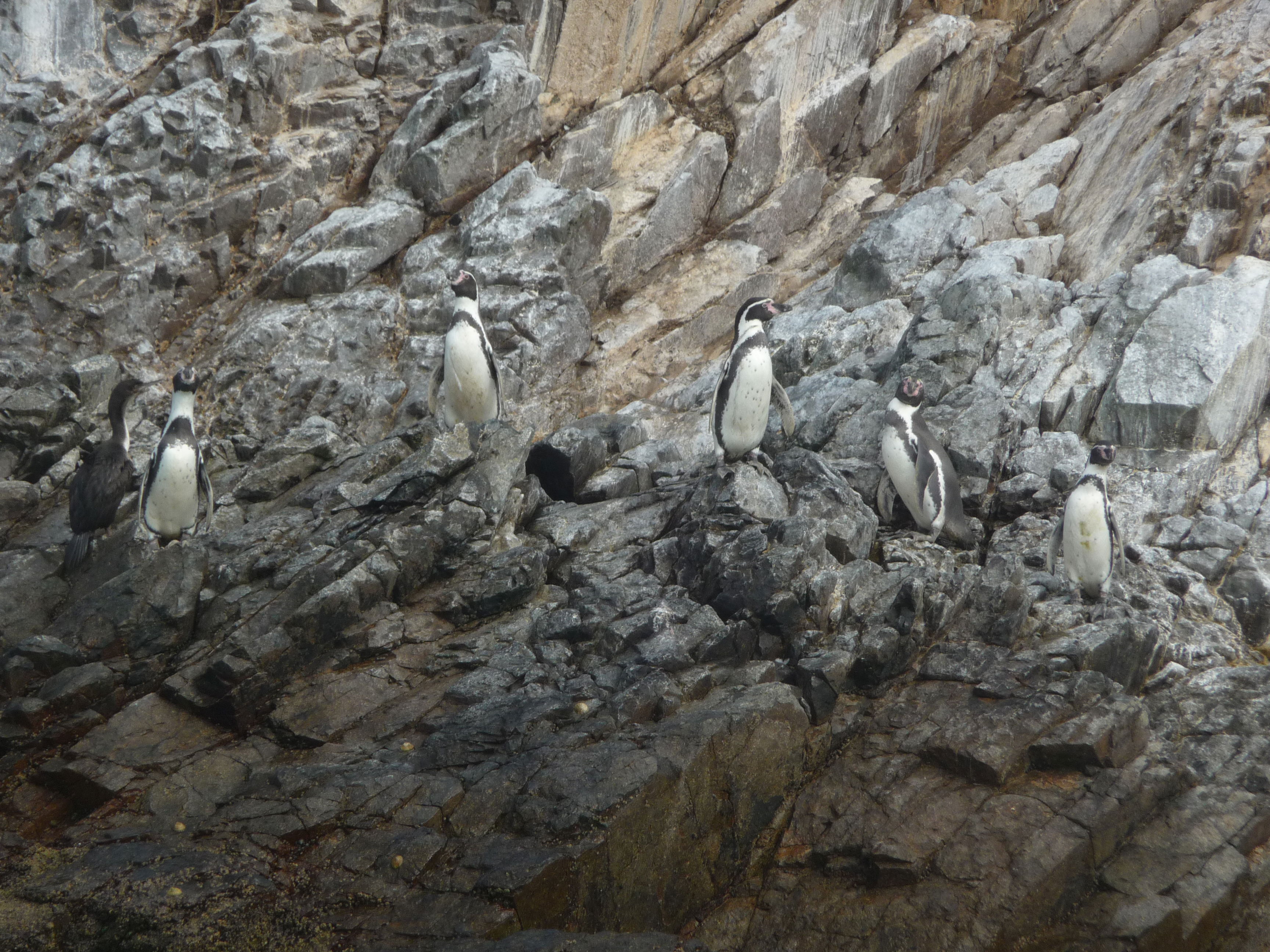 Islas Ballestas, por Lenka Skalosova