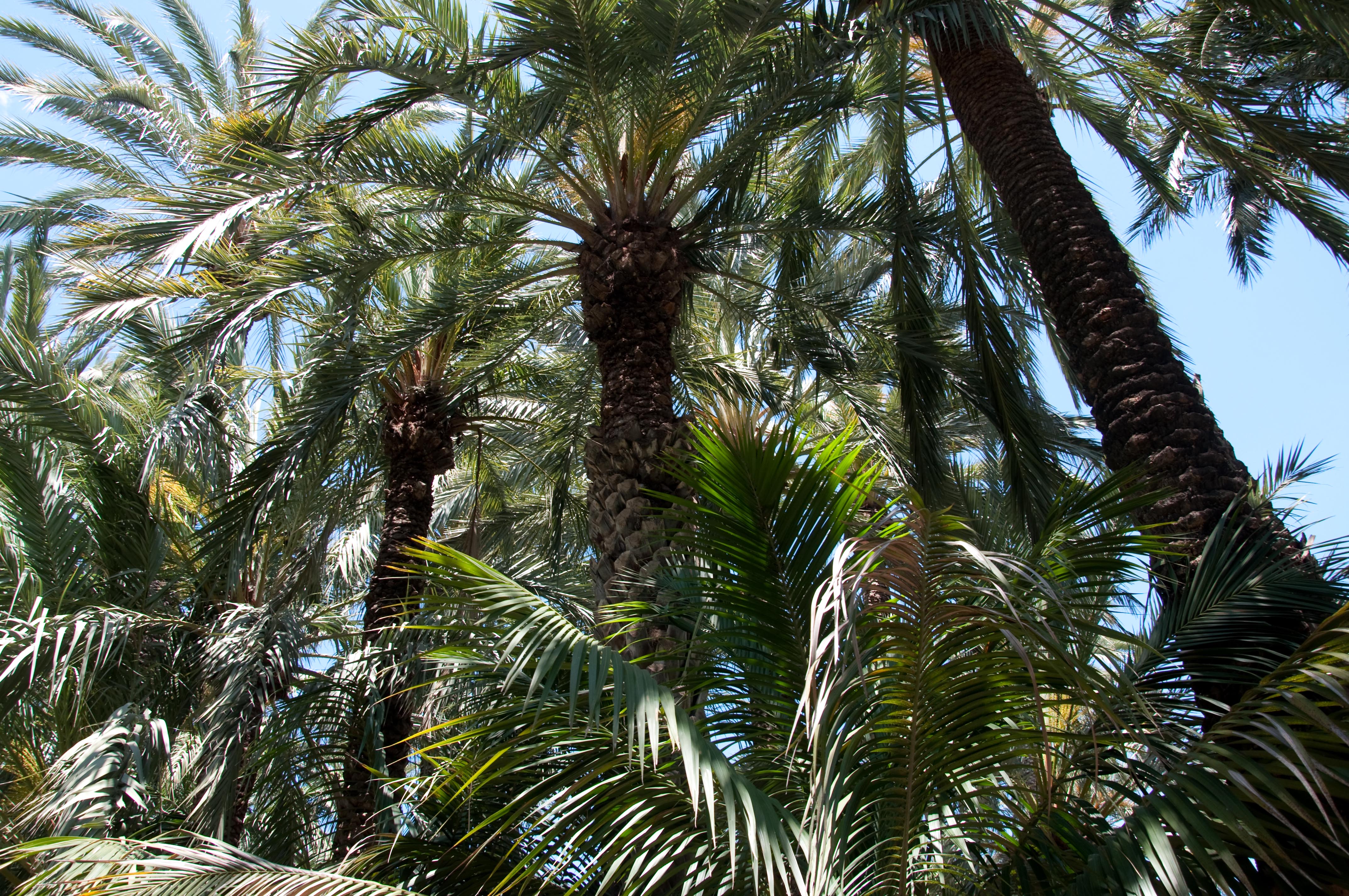 Jardines en Alicante que transformarán tu visita en un paseo inolvidable