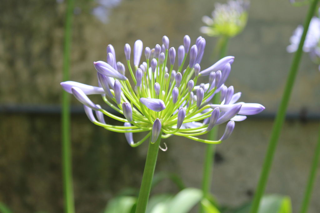 Palmetum de Santa Cruz de Tenerife, por David