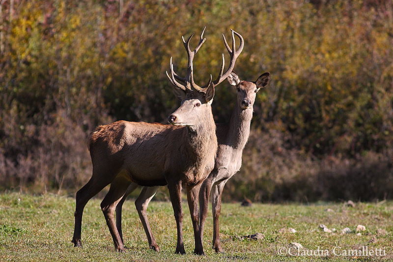 Val di Rose (Parque Nacional de Abruzzo), por claudia camilletti