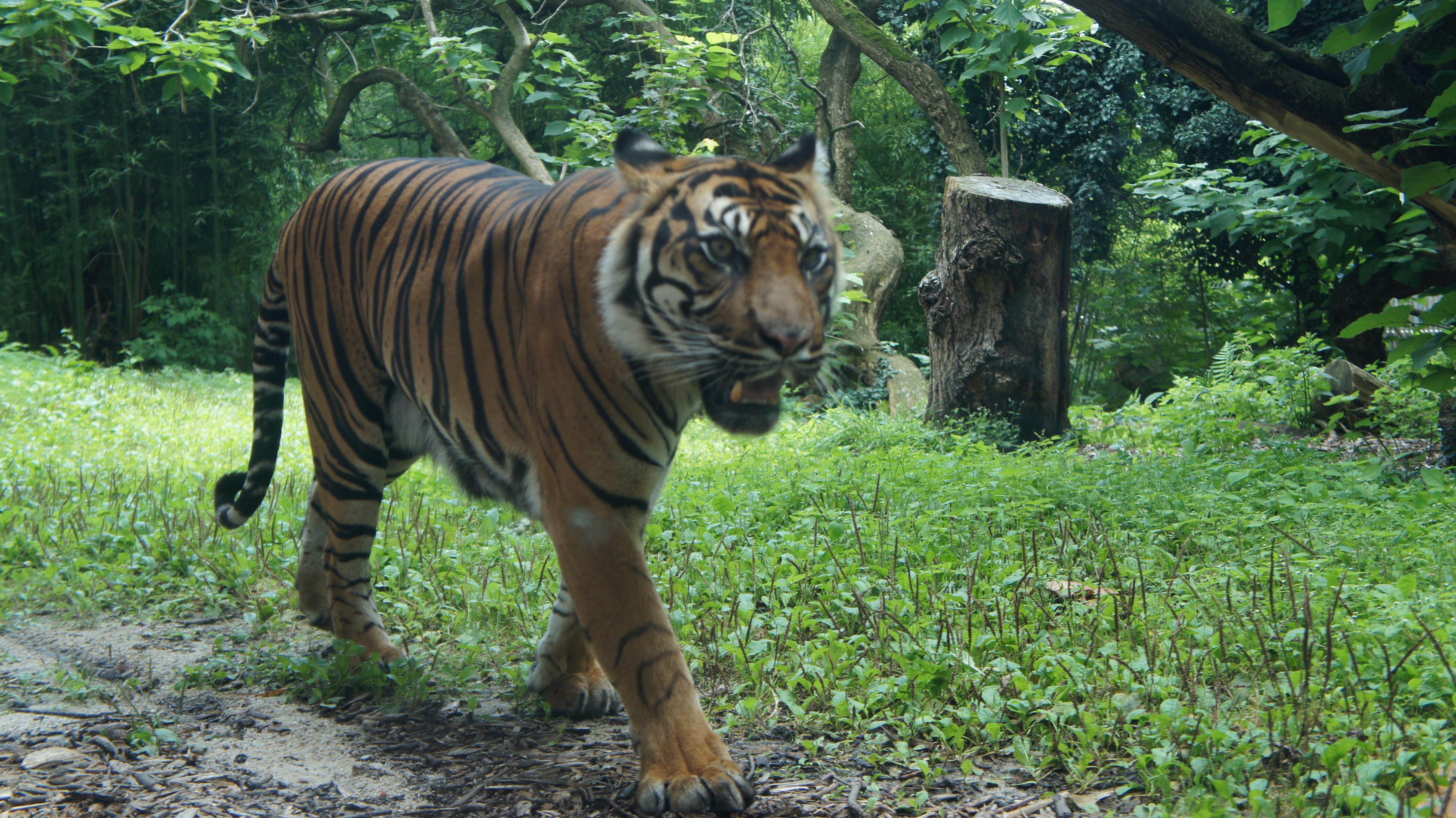 Descubre los zoos más fascinantes de Alemania y su diversidad animal