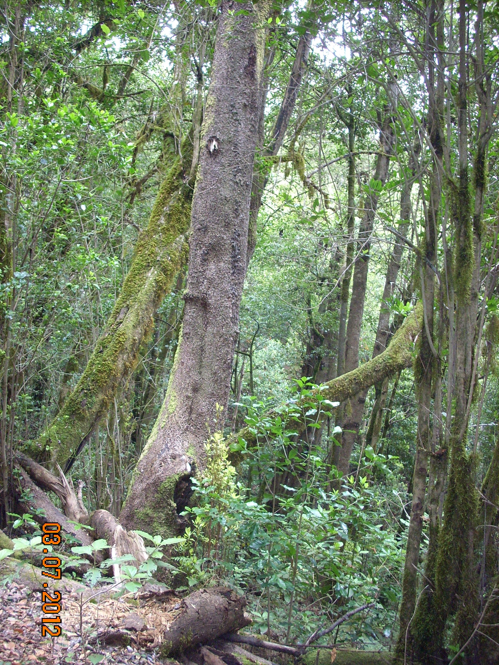 El Cedro, por Mayte Martinez