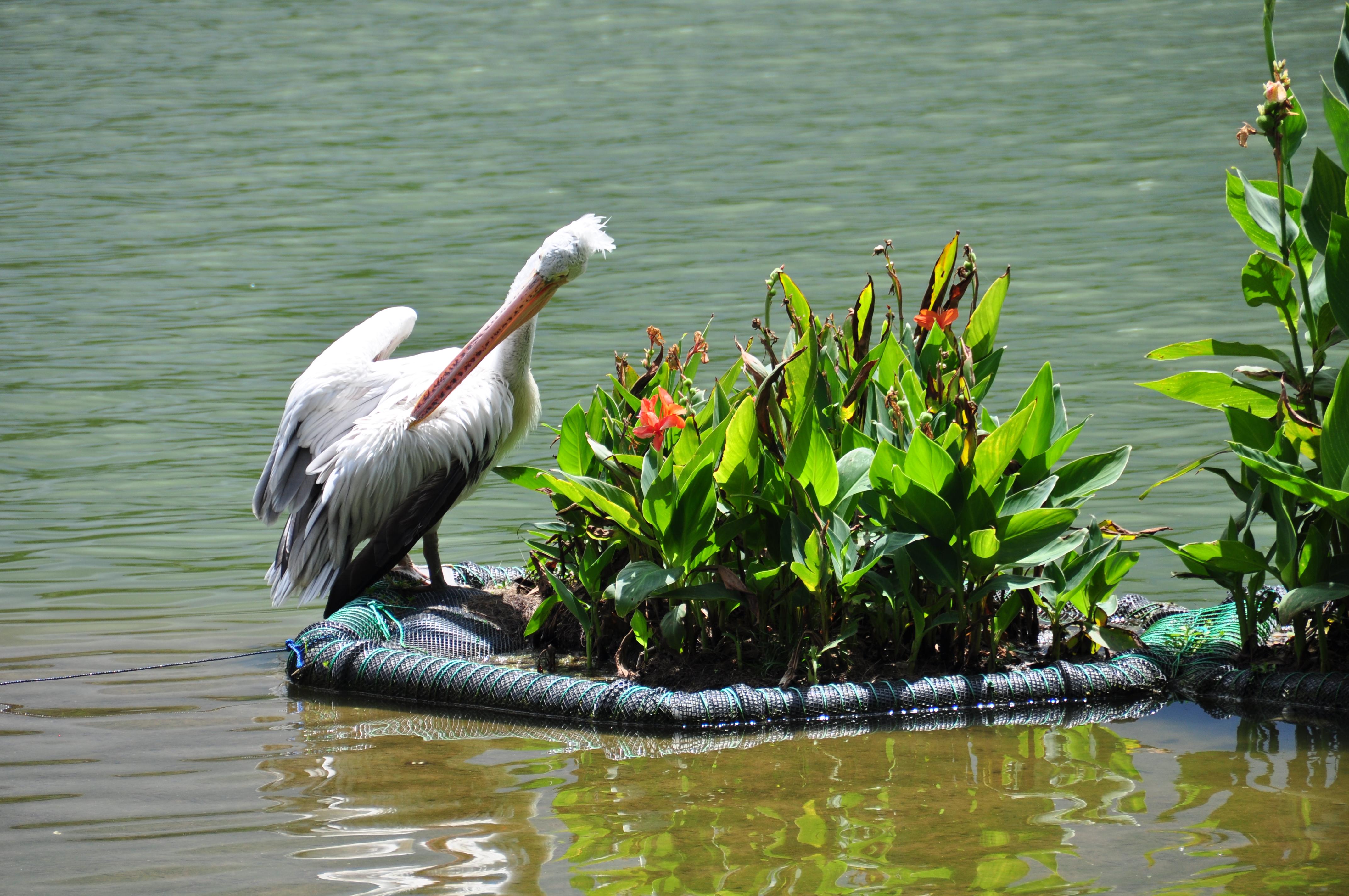 Lago de Kandy, por Kris por el mundo