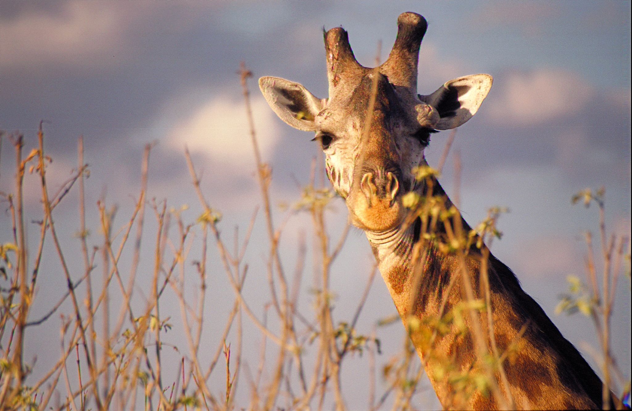 Parque Nacional Tarangire, por Alfonso Navarro Táppero