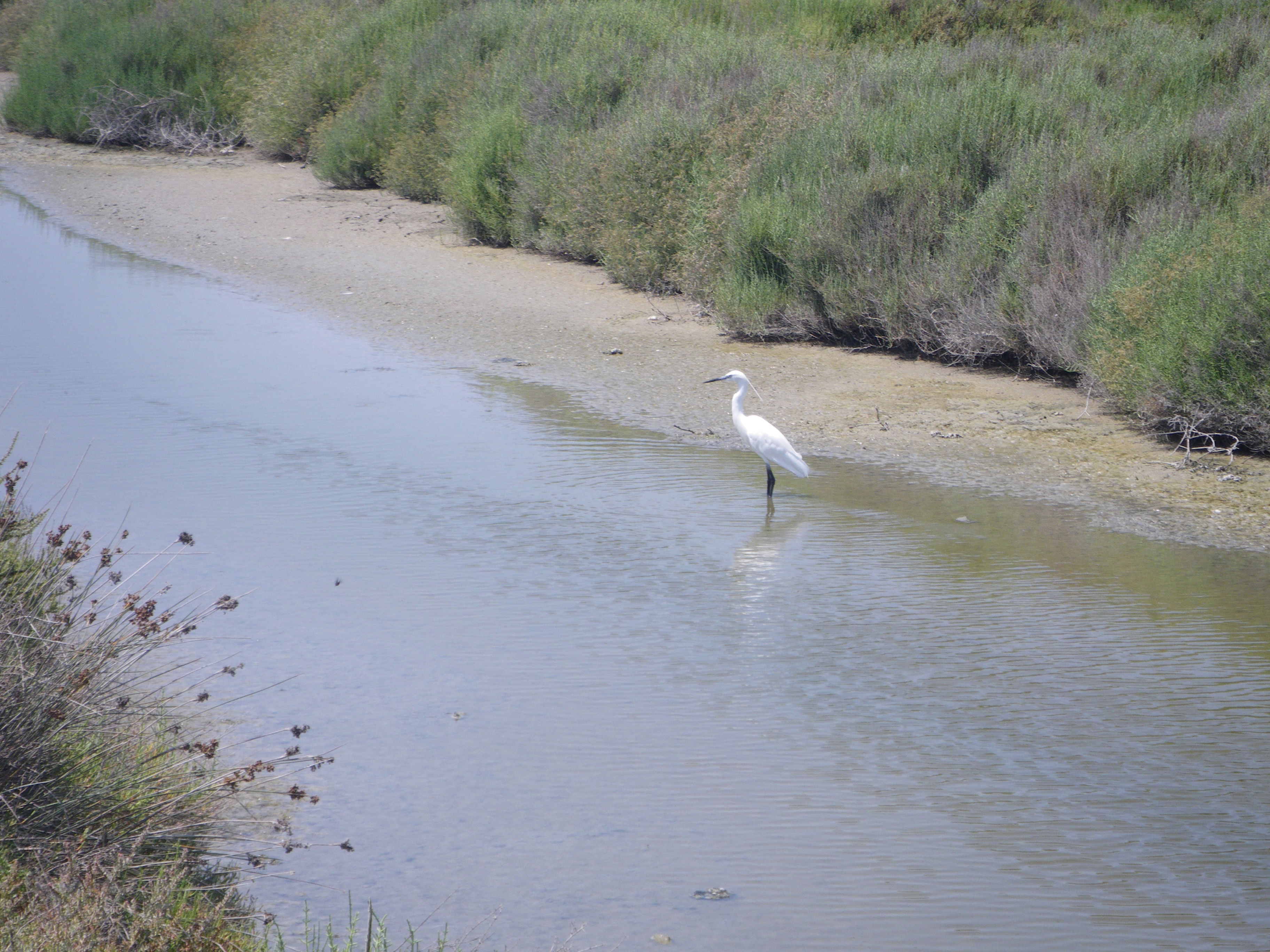 Estanques de Camargue, por Fabien 09