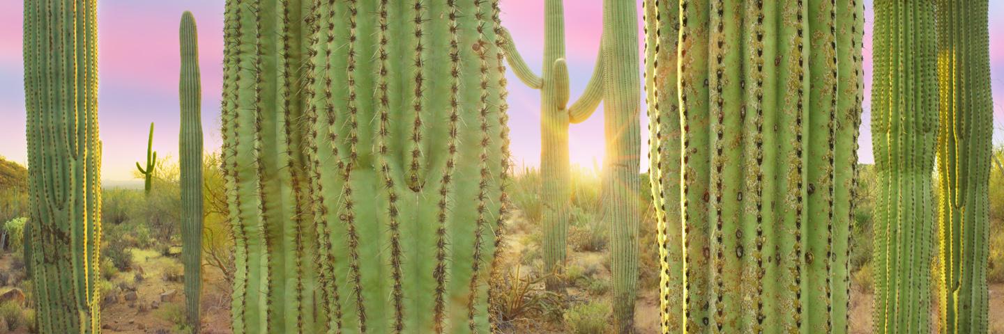 Saguaro National Park, por Craig Bill