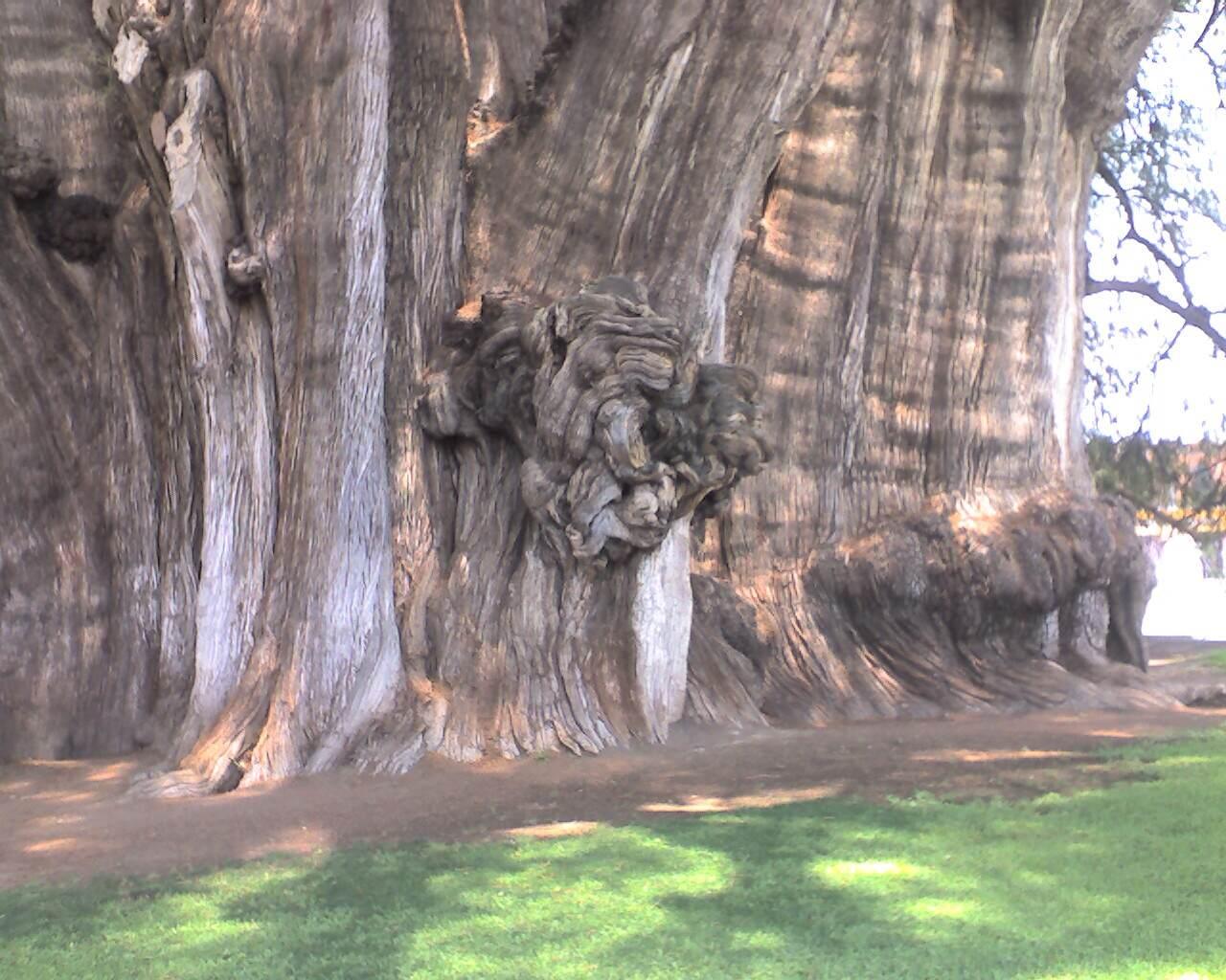 Árbol de El Tule, por juan sotelo
