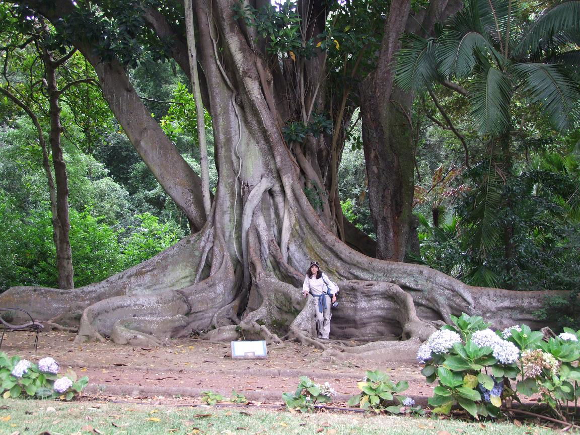 Jardín Botánico José do Canto, por Giringirella
