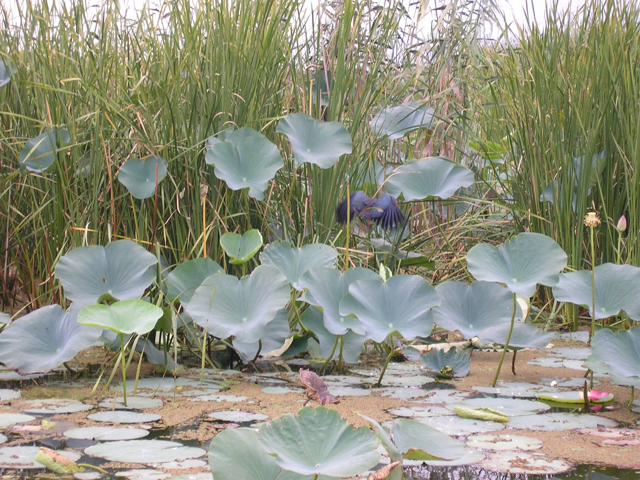 Anzali Lagoon, por mahshid