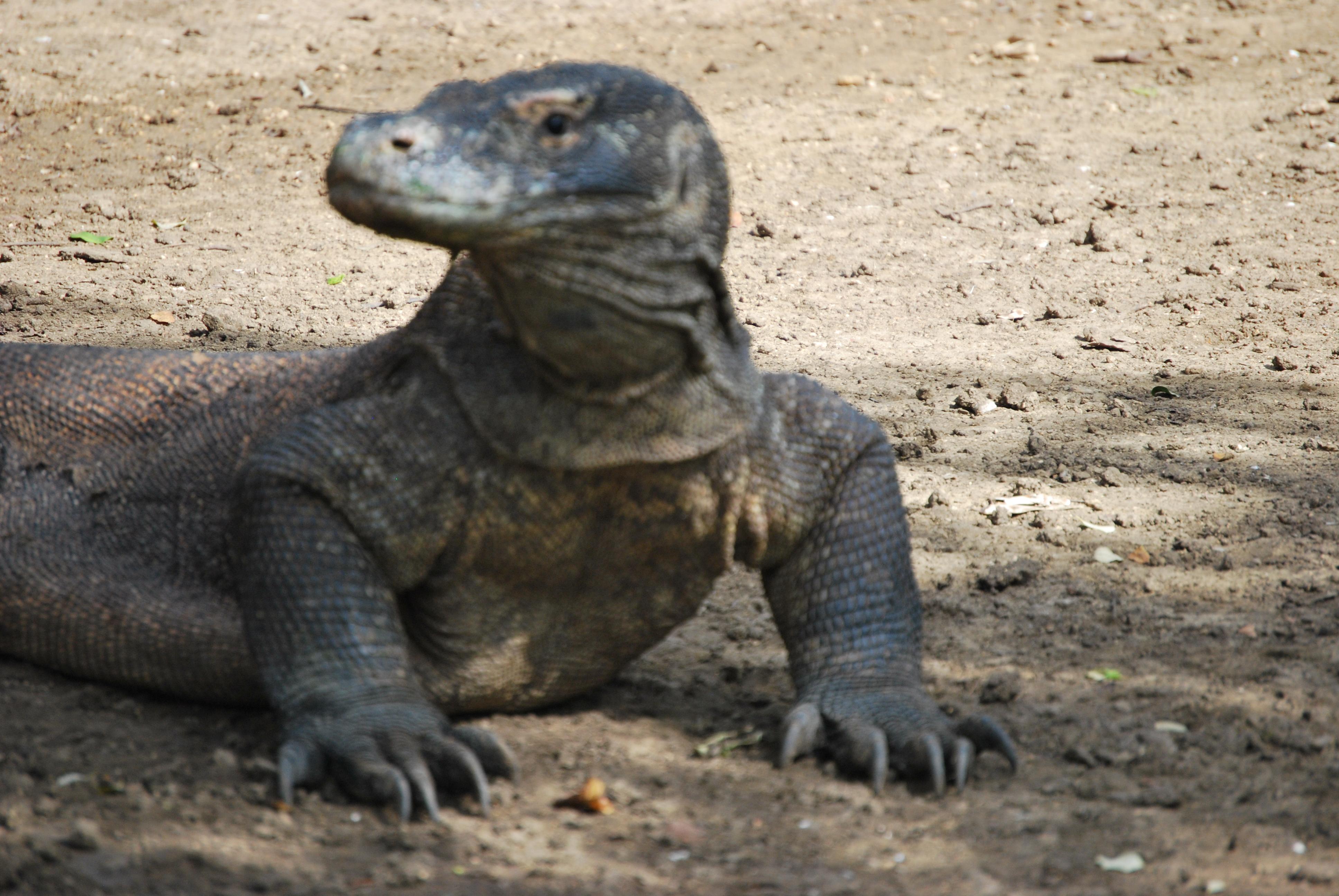 Parque nacional de Komodo, por pablo varela