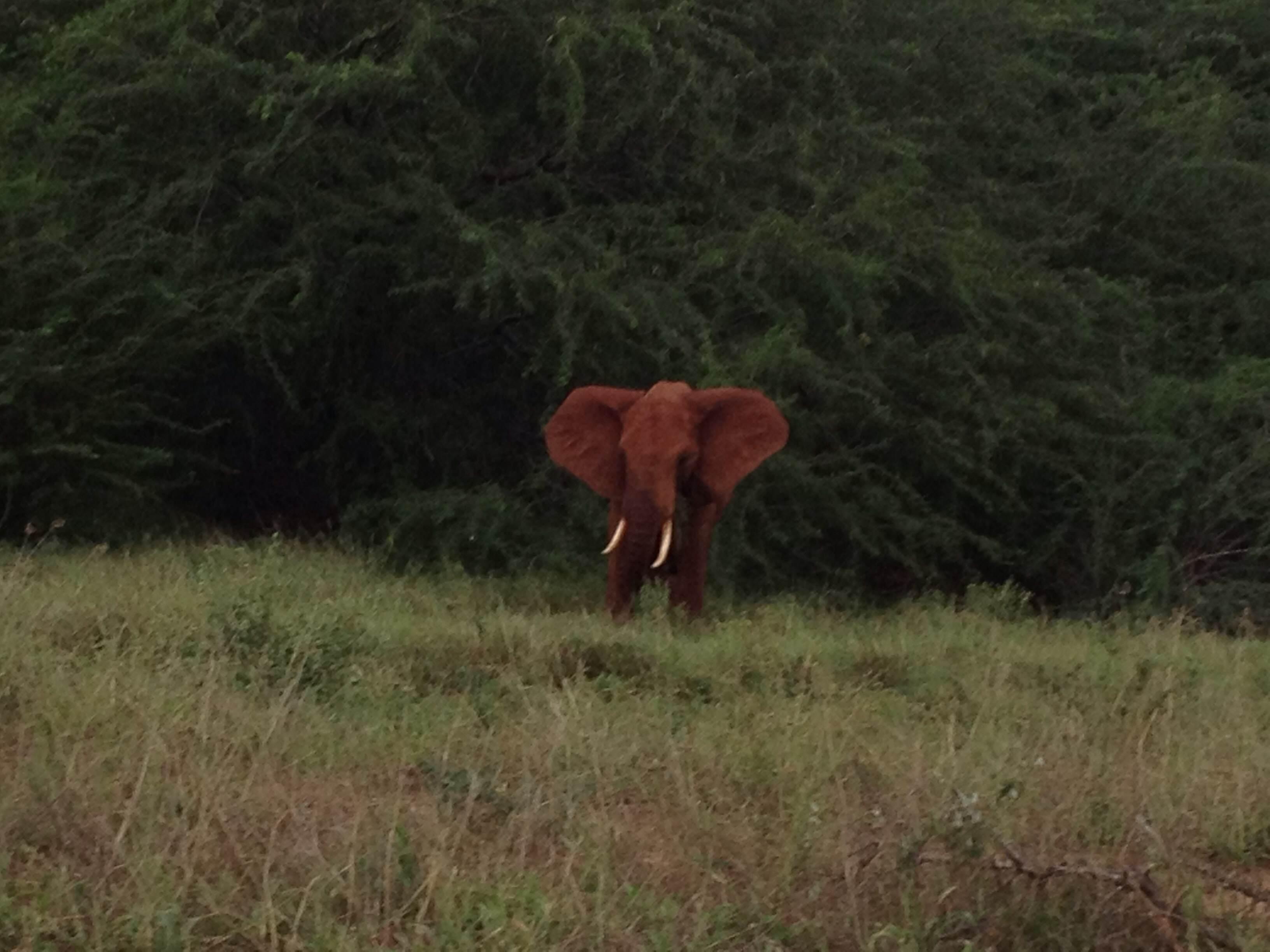 Parque Nacional de Nairobi, por mar