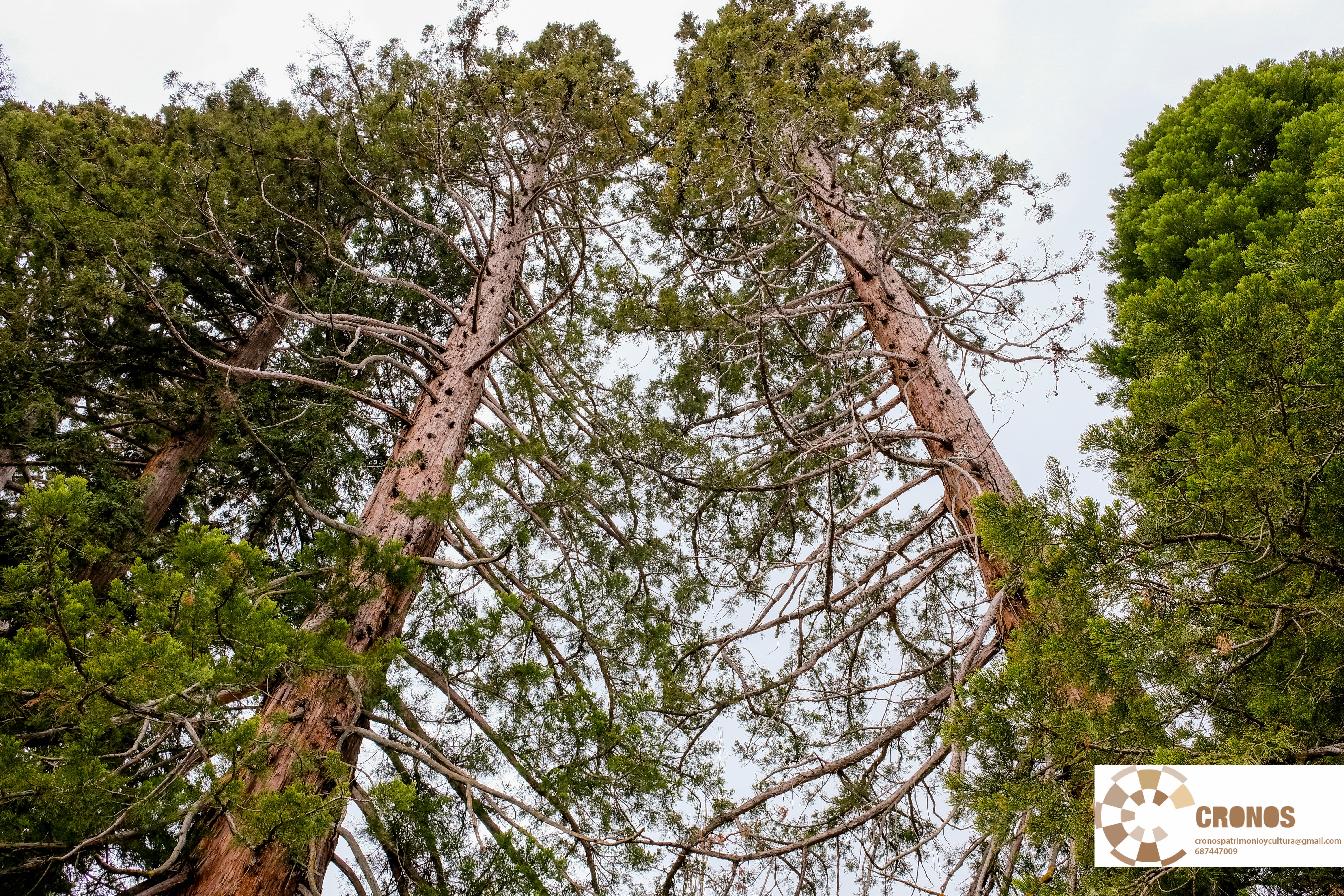 Bosques en Granada, un viaje por sus rincones naturales y mágicos