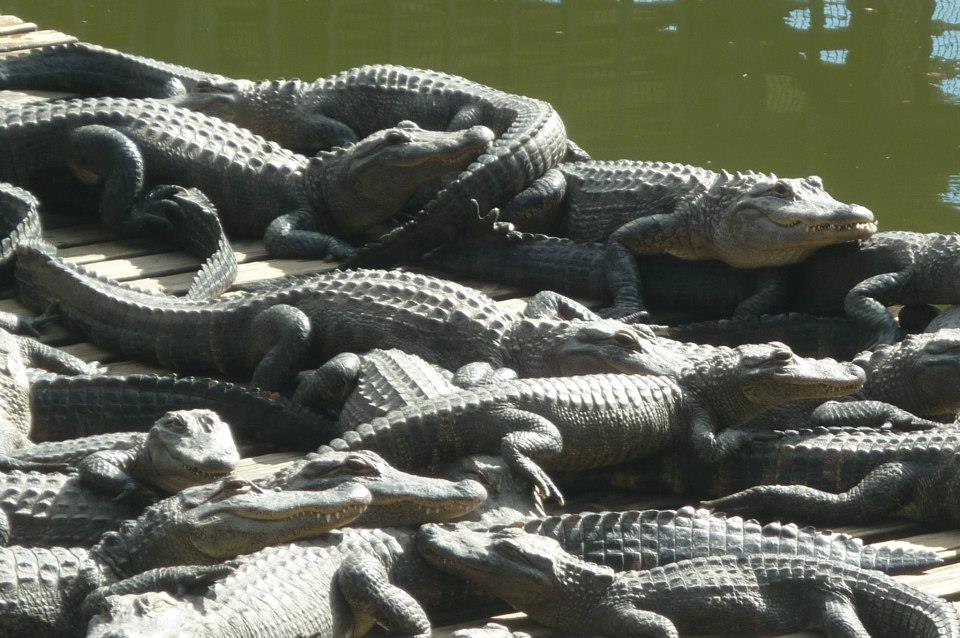 Gatorland, por Chaimae