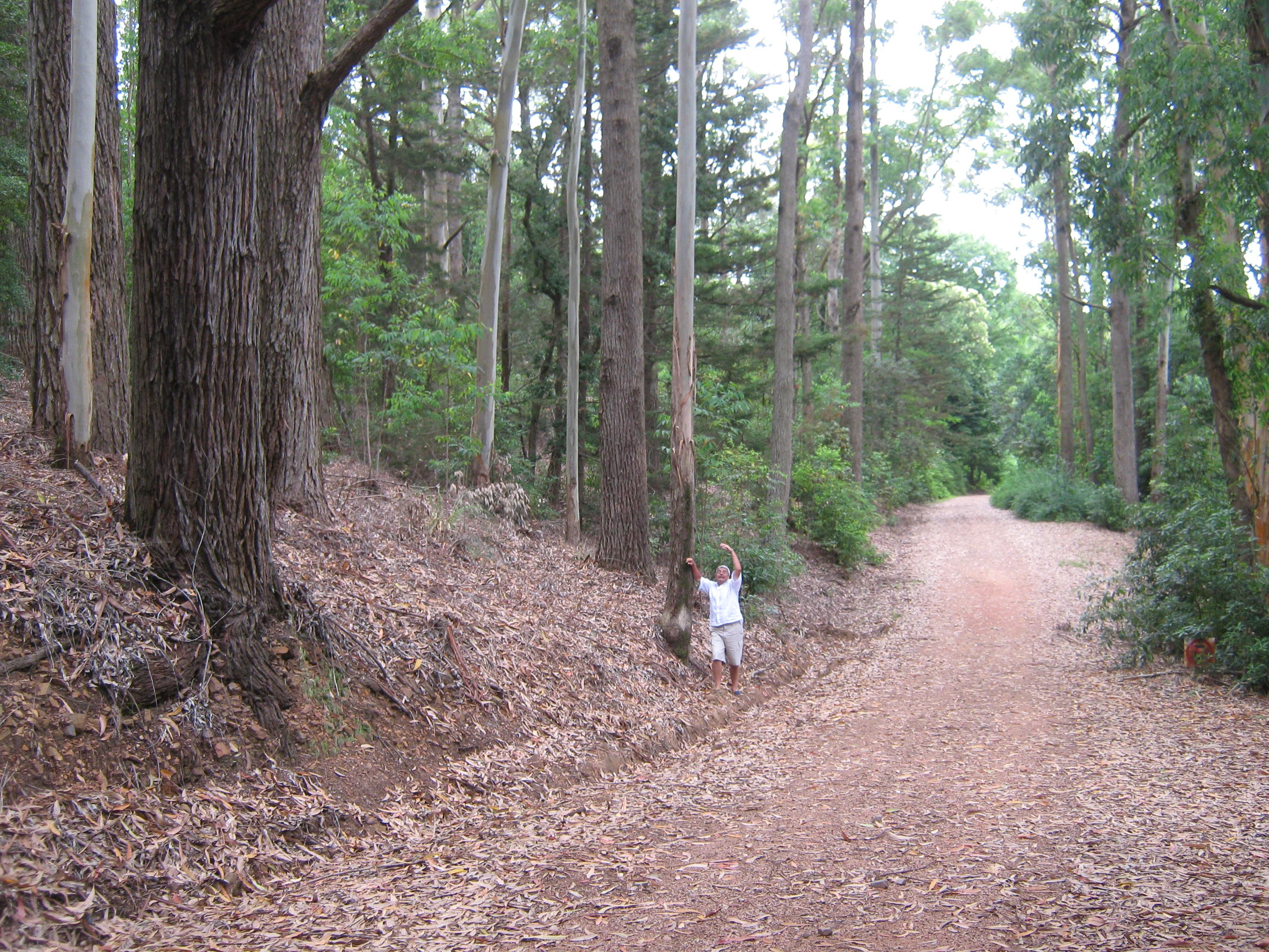 Arboretum Lussich, por Carlos Santiago Fernandez Quintas