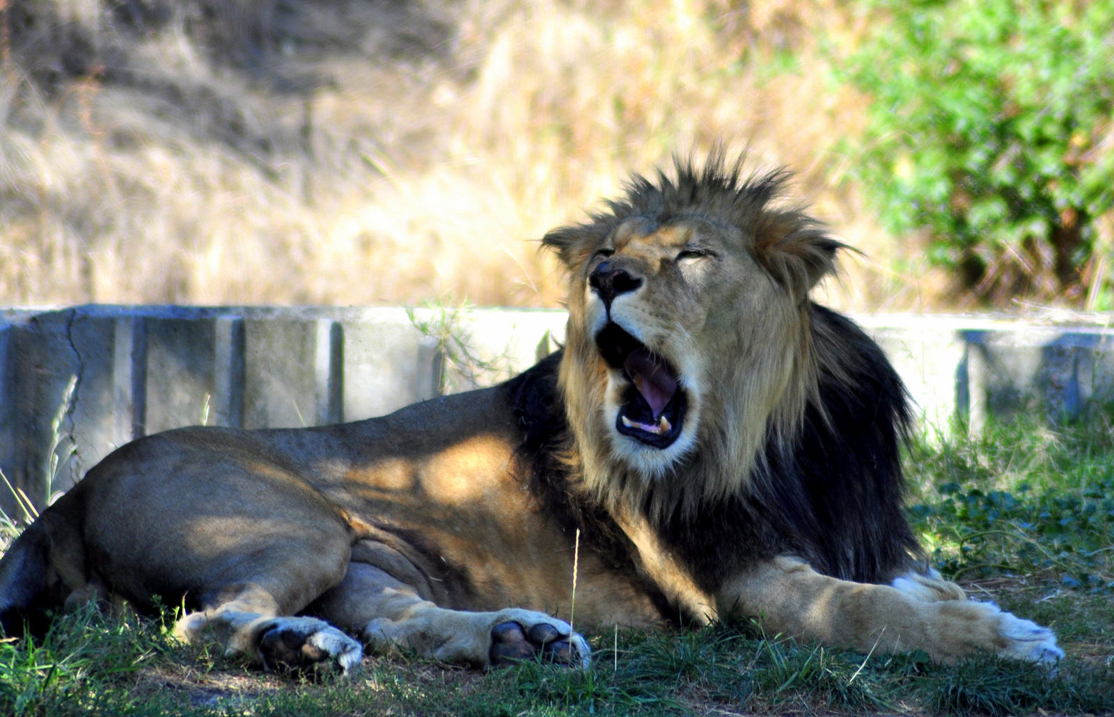 Aventuras salvajes en los zoos de Madrid que no te puedes perder