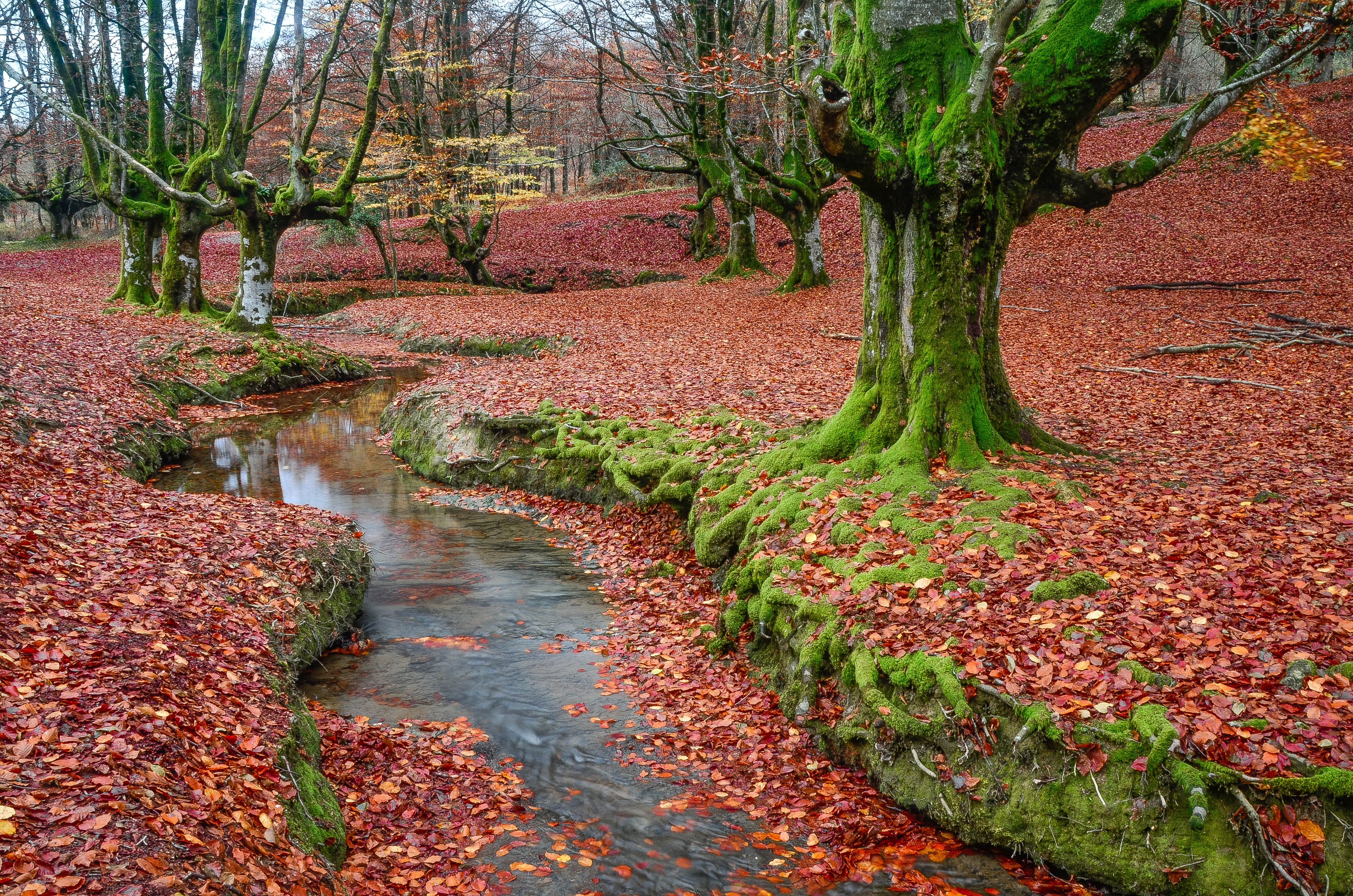 Explora los bosques en Vizcaya: un viaje entre naturaleza y misterio