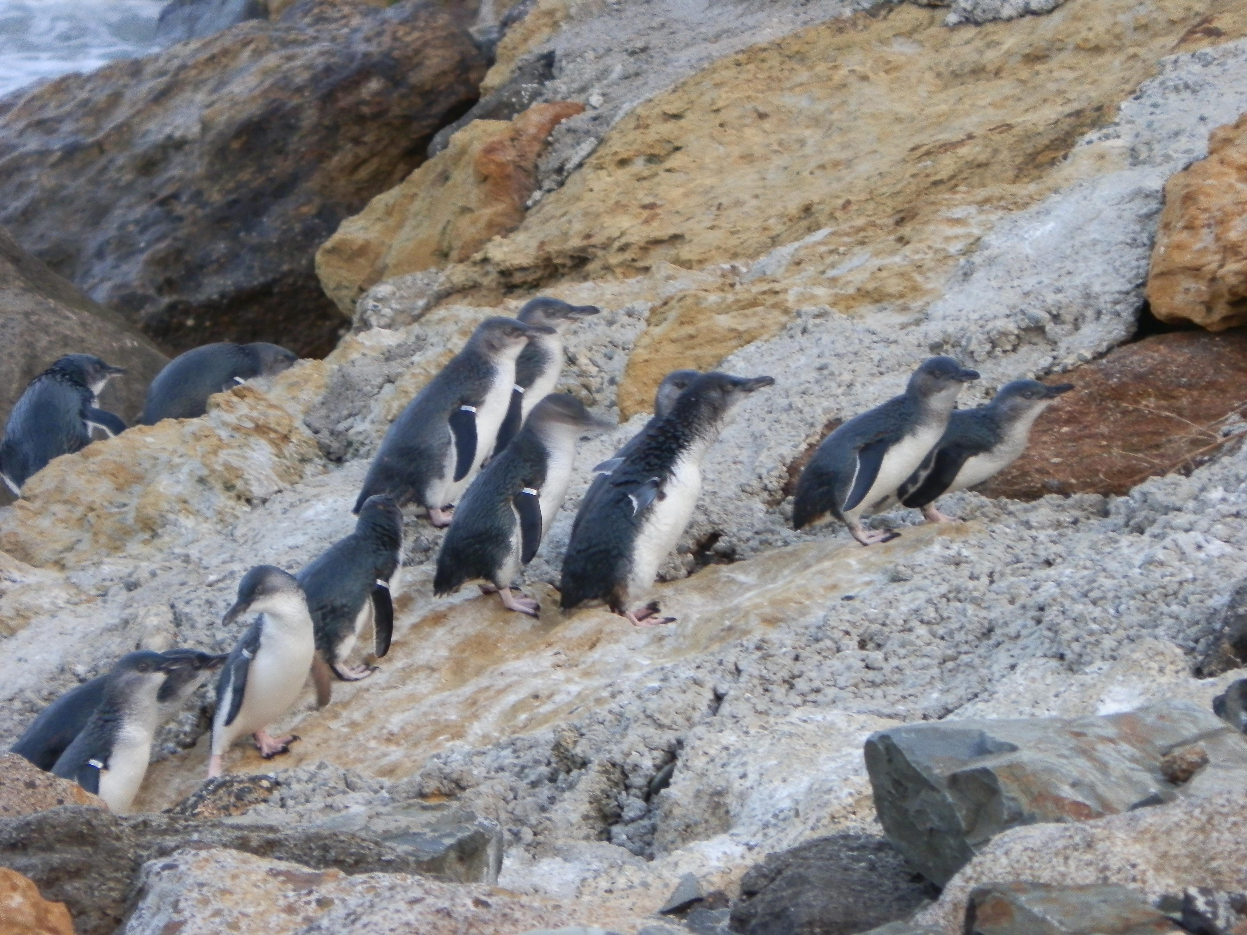 Oamaru Blue Penguin Colony, por Alessio Negro