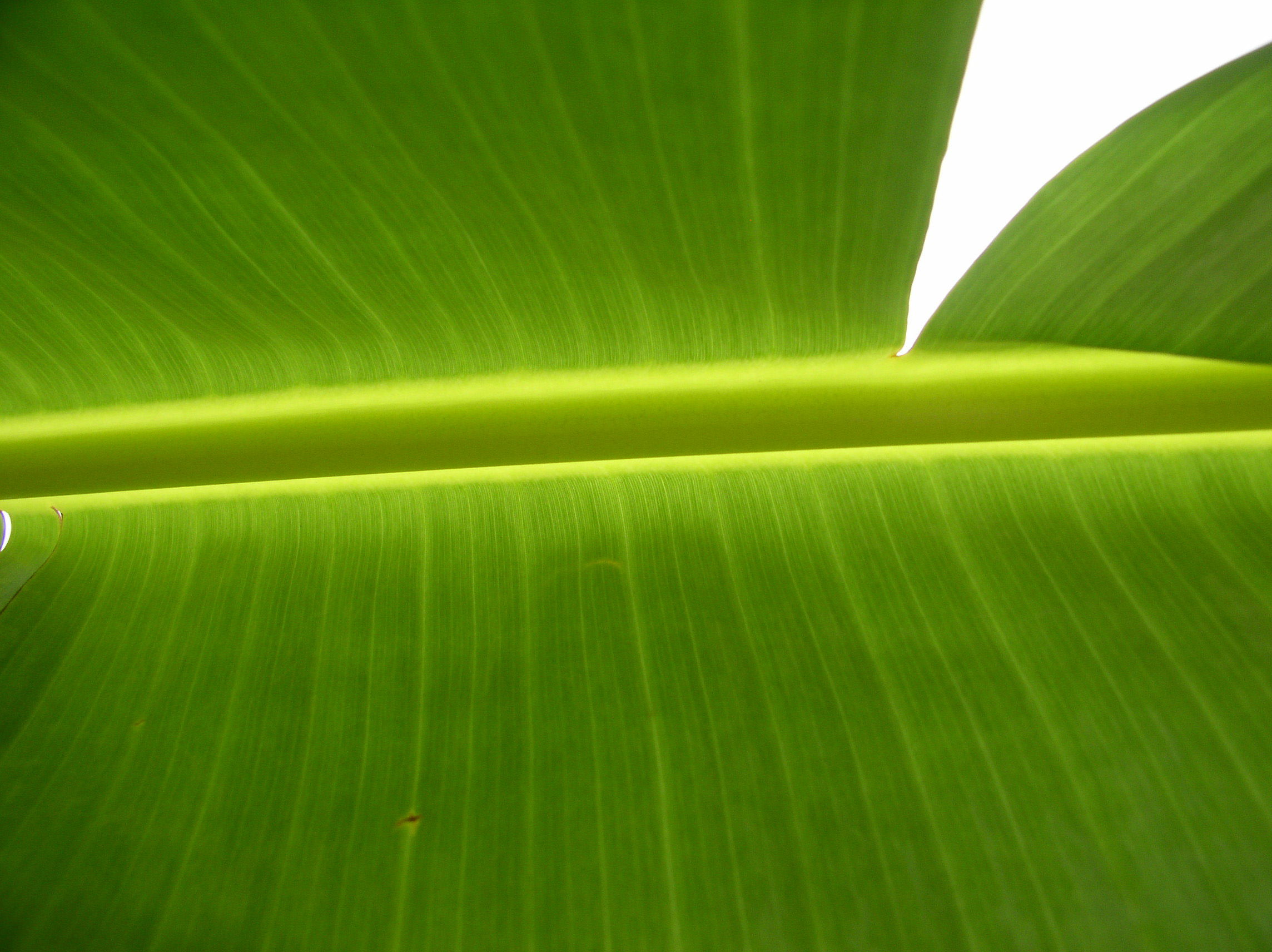 Jardín Botánico Carambola Garden, por Marta Padilla