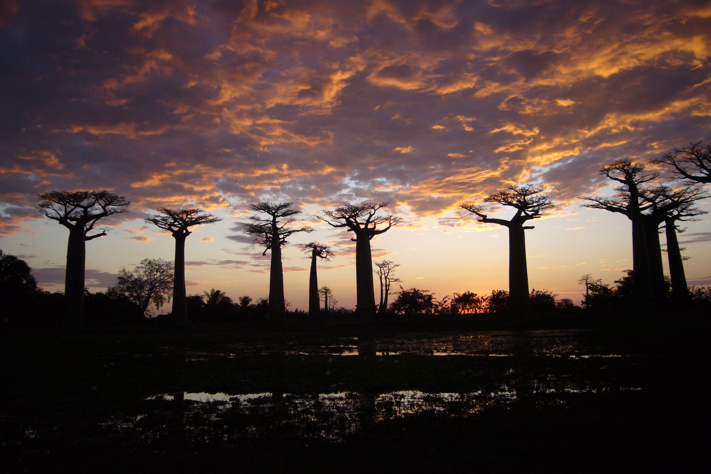 Avenida de los Baobabs, por Valentina 