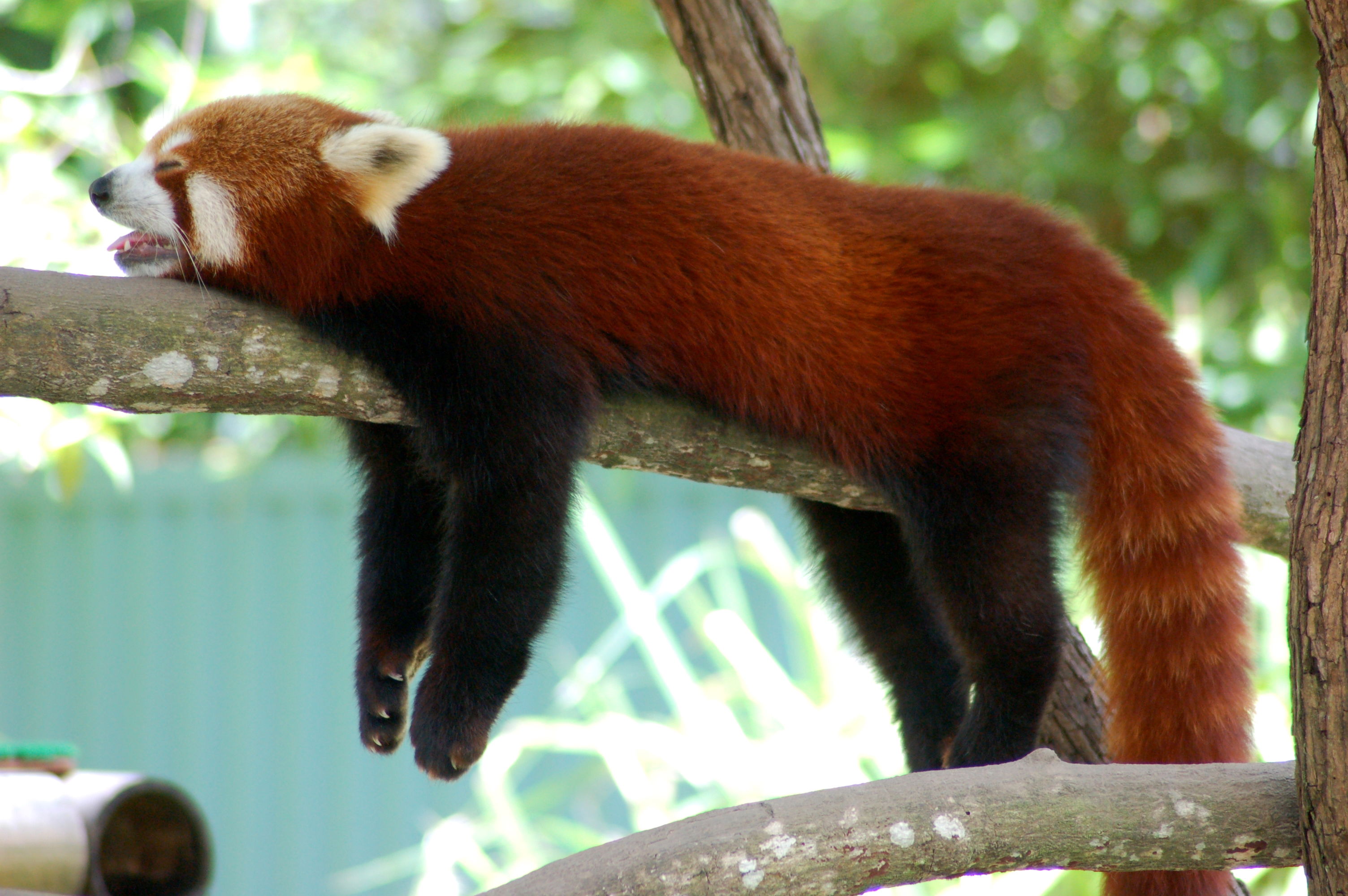 Cairns Tropical Zoo, por naxos