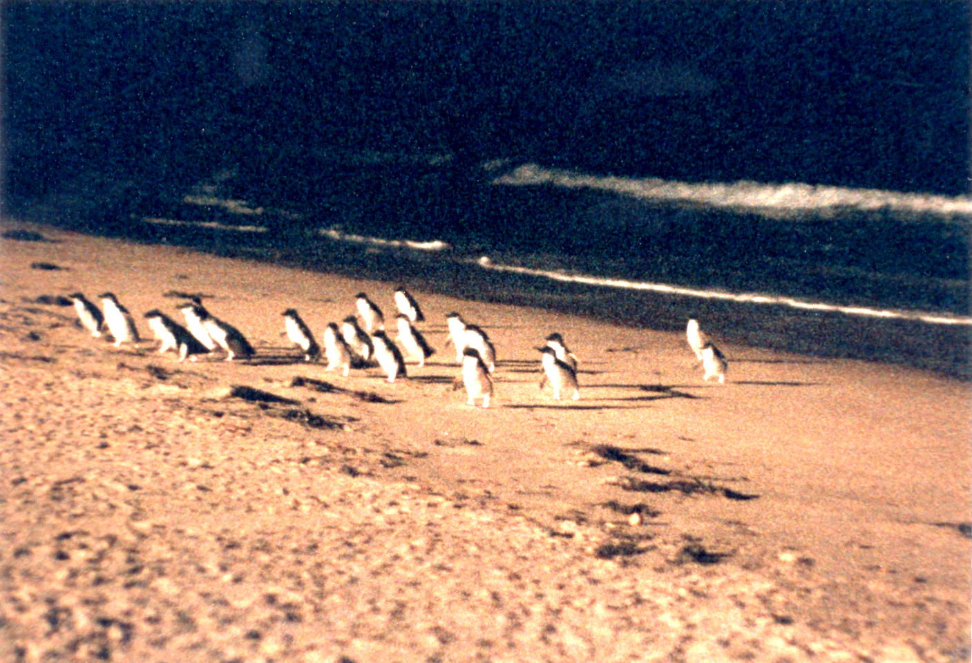 Pingüinos en Philip Island, por Héctor mibauldeblogs.com