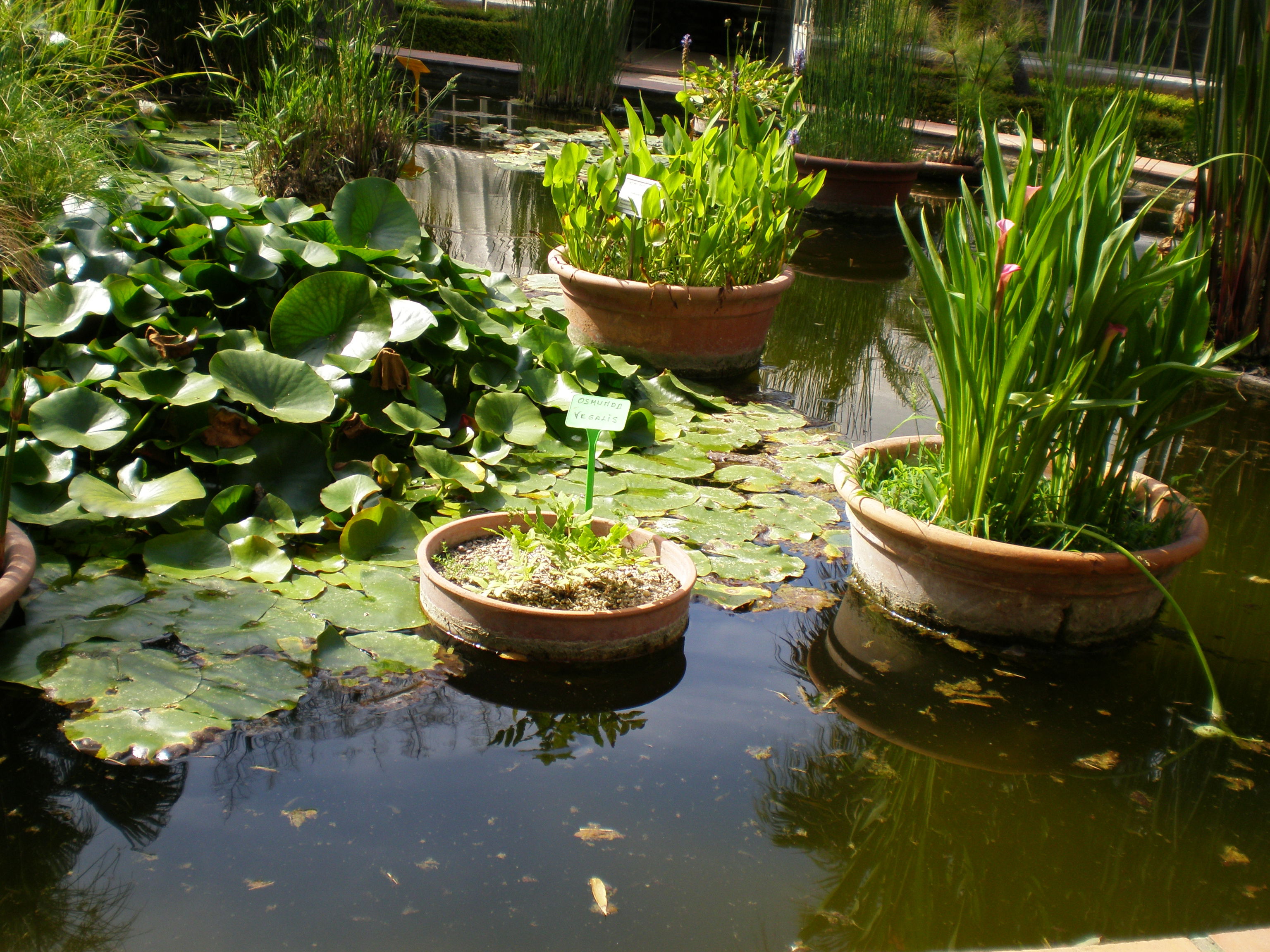 Jardín Botánico, por Alisa Kolobova
