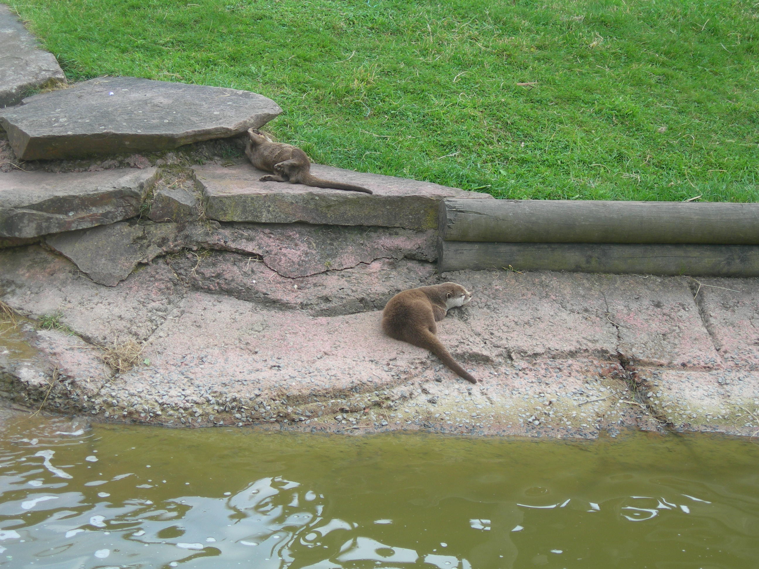 Zoo La Boissière du Doré, por Cédric Lebailly