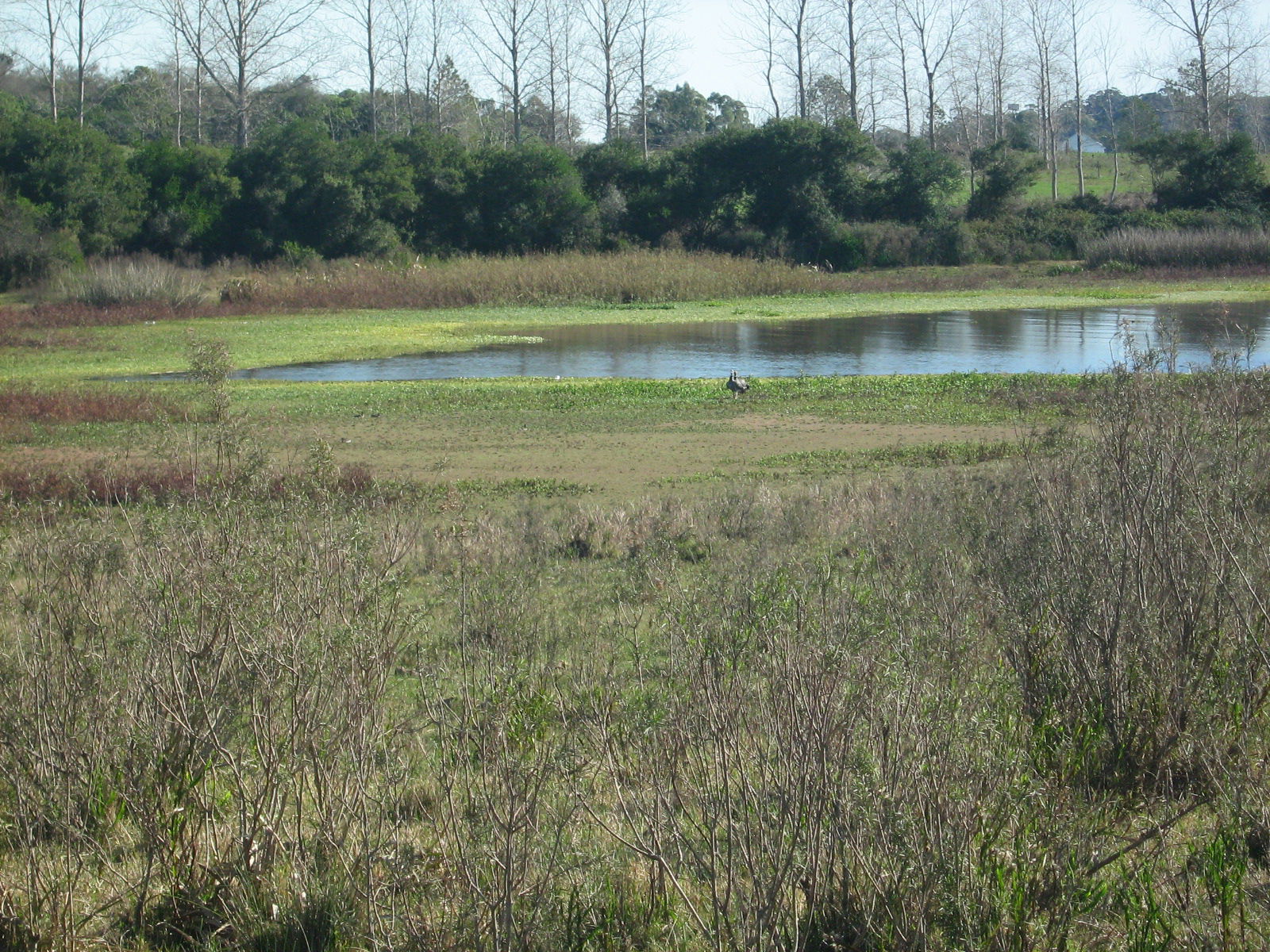 Campo silvestre de Canelones, por Melba Mozzo