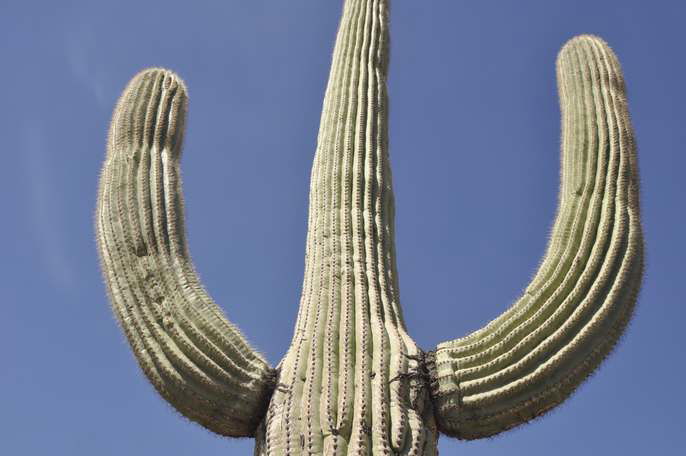 Monumento nacional Organ Pipe Cactus, por albertoloyo