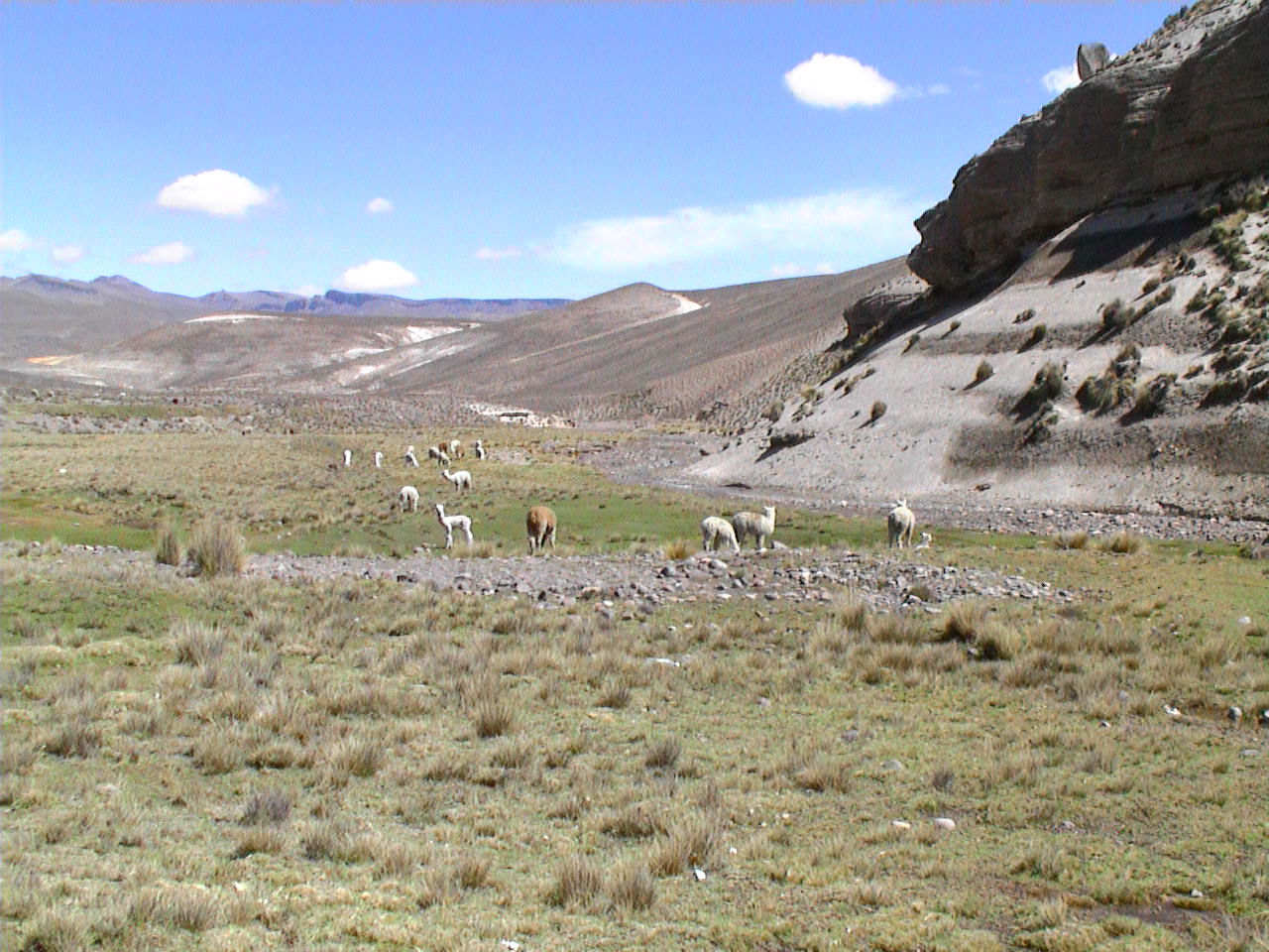 Reserva de Pampas Cañahuas, por paulinette