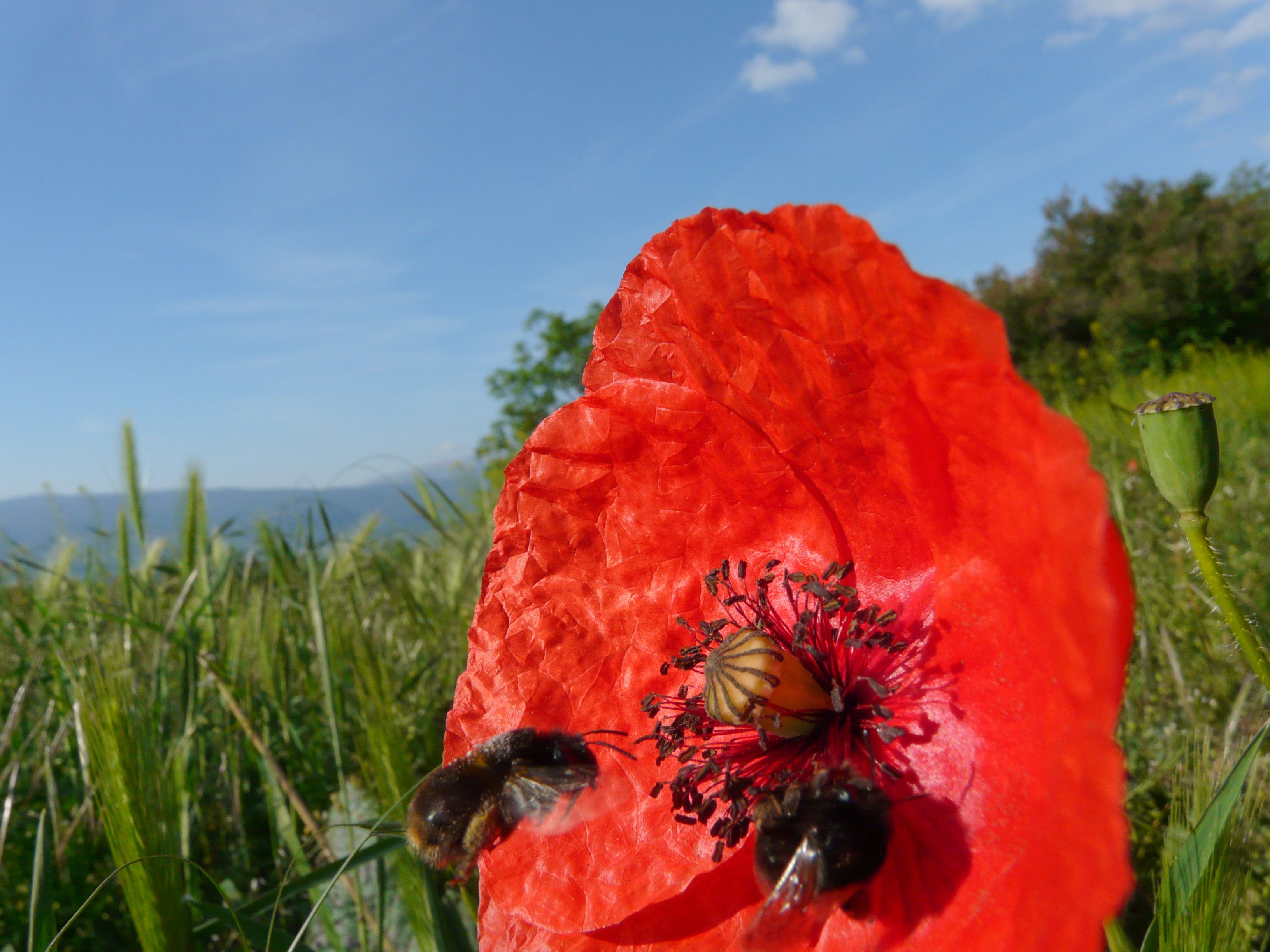 Angoustrine, por Jean-claude Cazals