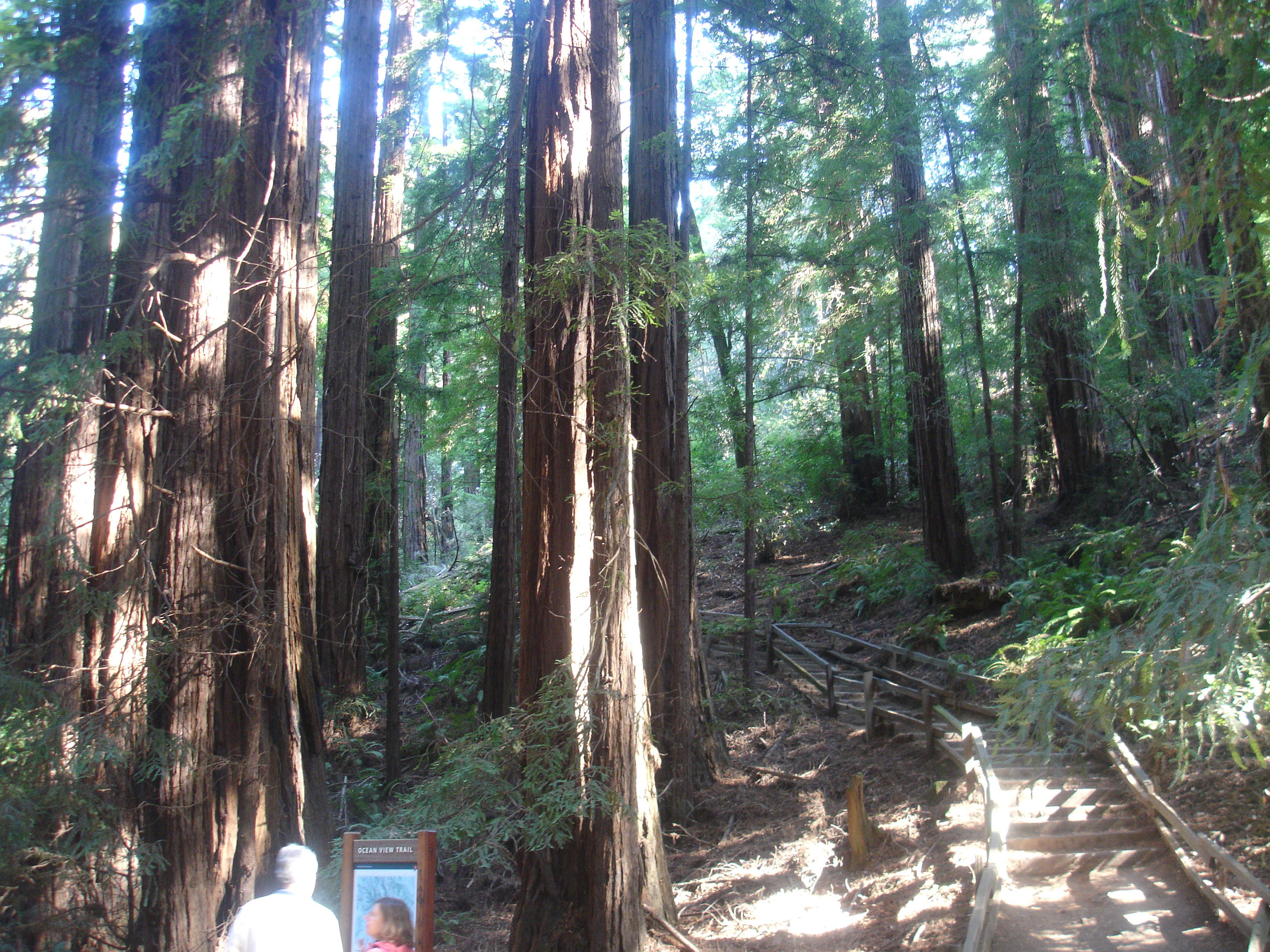 Muir Woods National Monument, por elena marinez