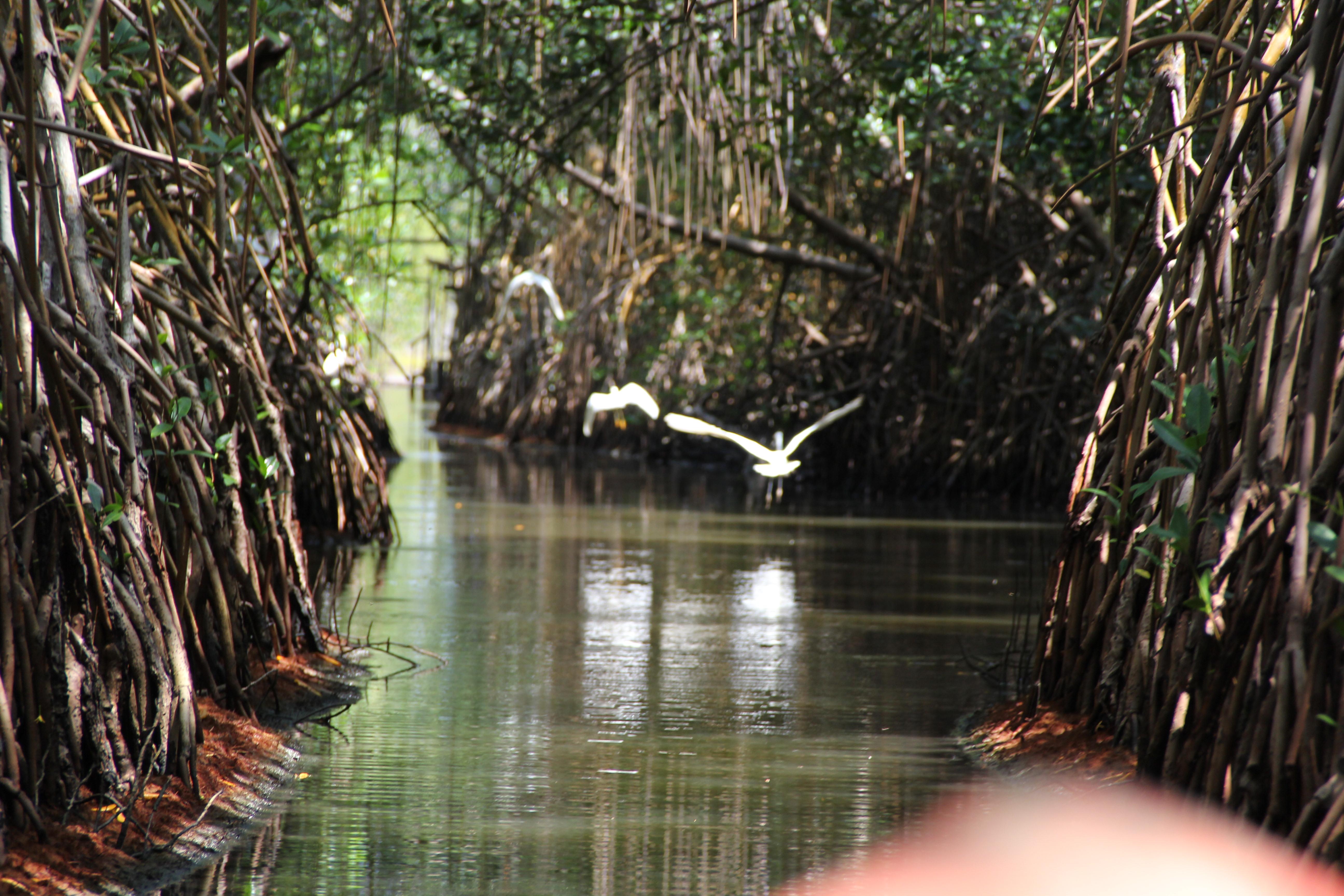 Laguna de Tacarigua, por Andrés Loero