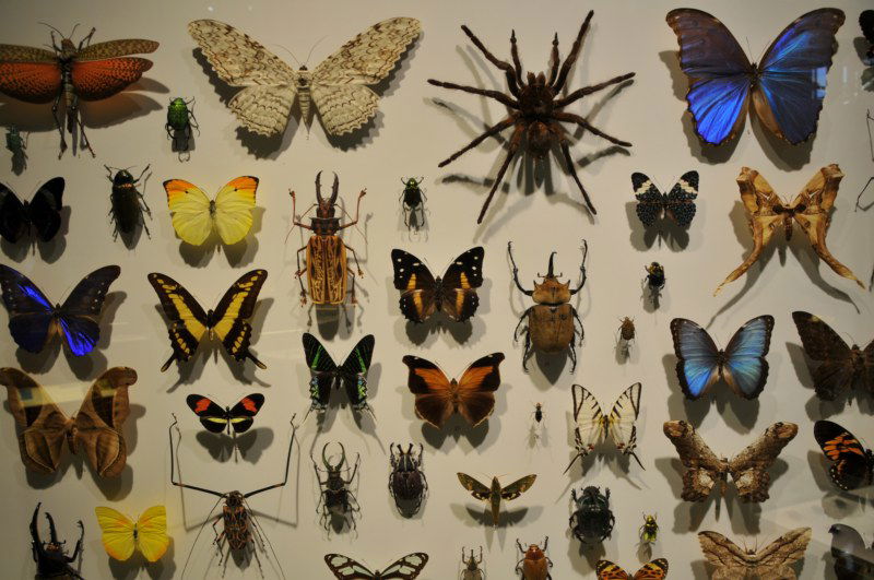 L insectarium de Montr al Montr al 4 exp riences et 5 photos