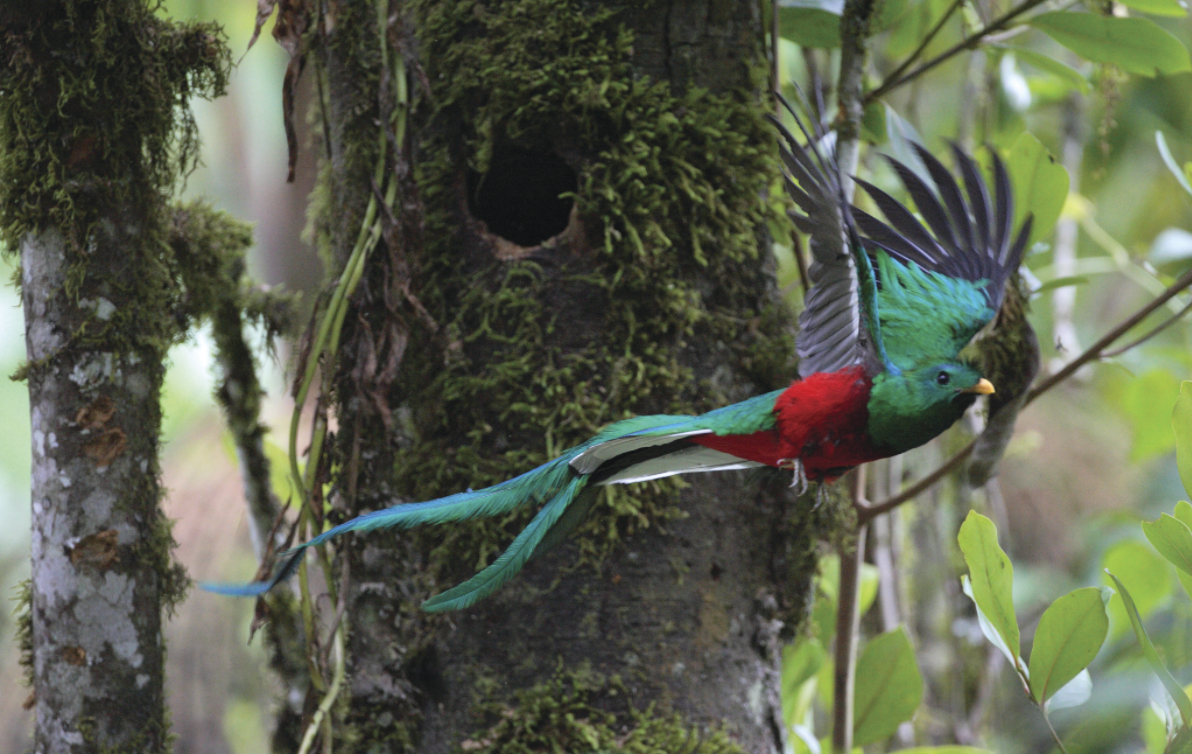 Parque Nacional Los Quetzales, por Jorge Rene