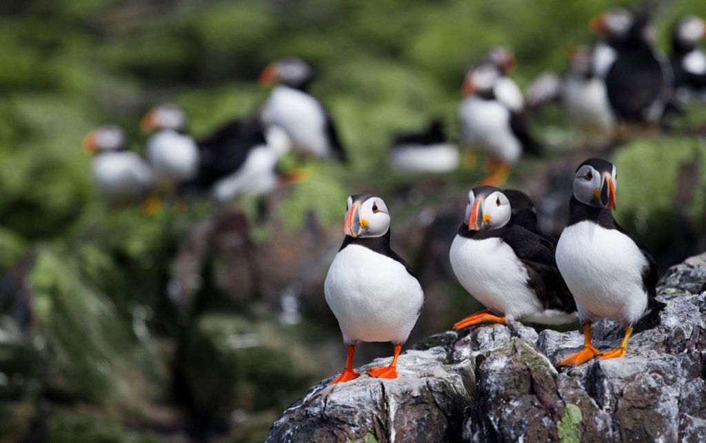 Farne Islands, por David Gimeno Redondo