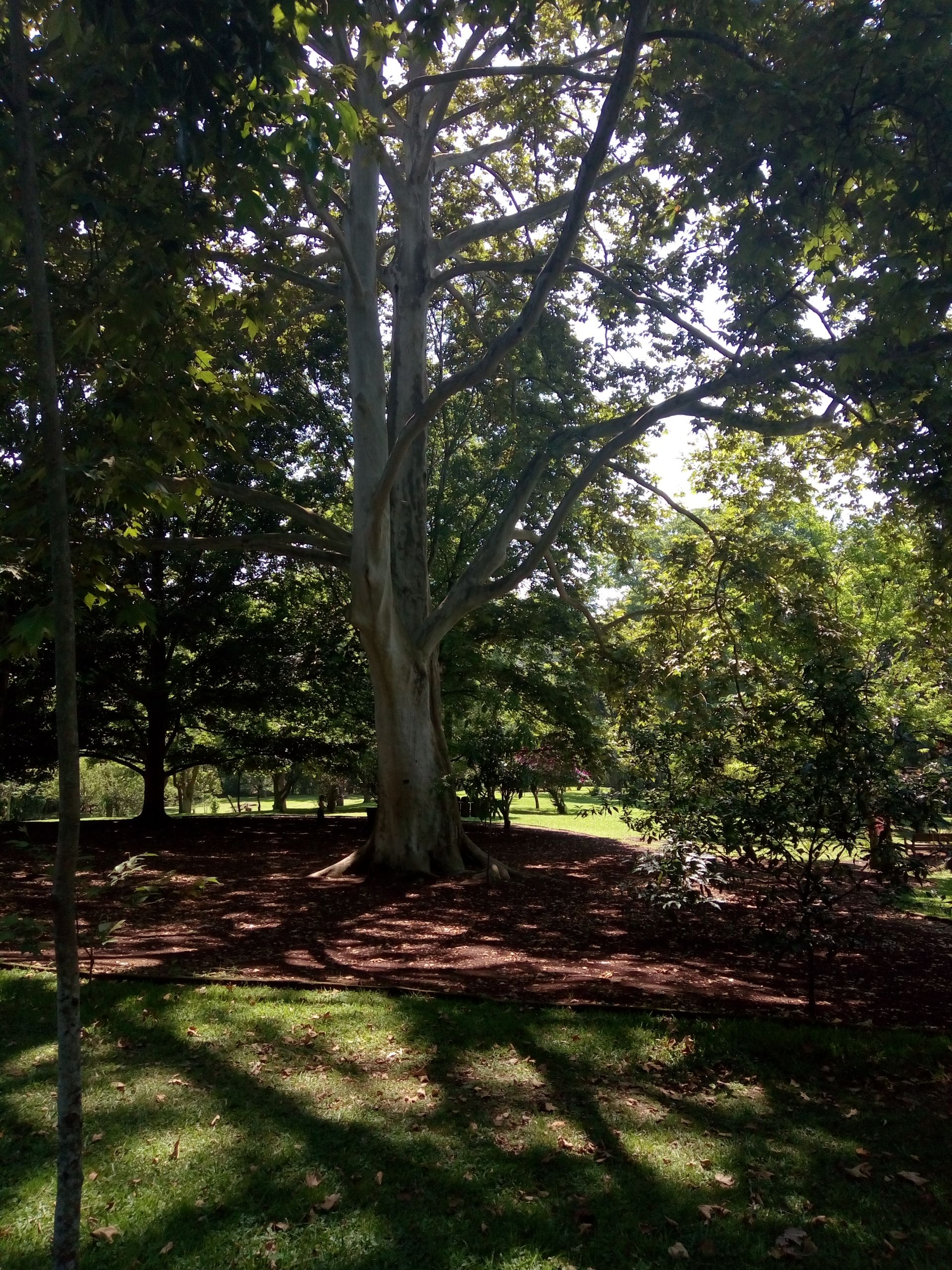 El Jardín Botánico, por Ananda Calderón Lara