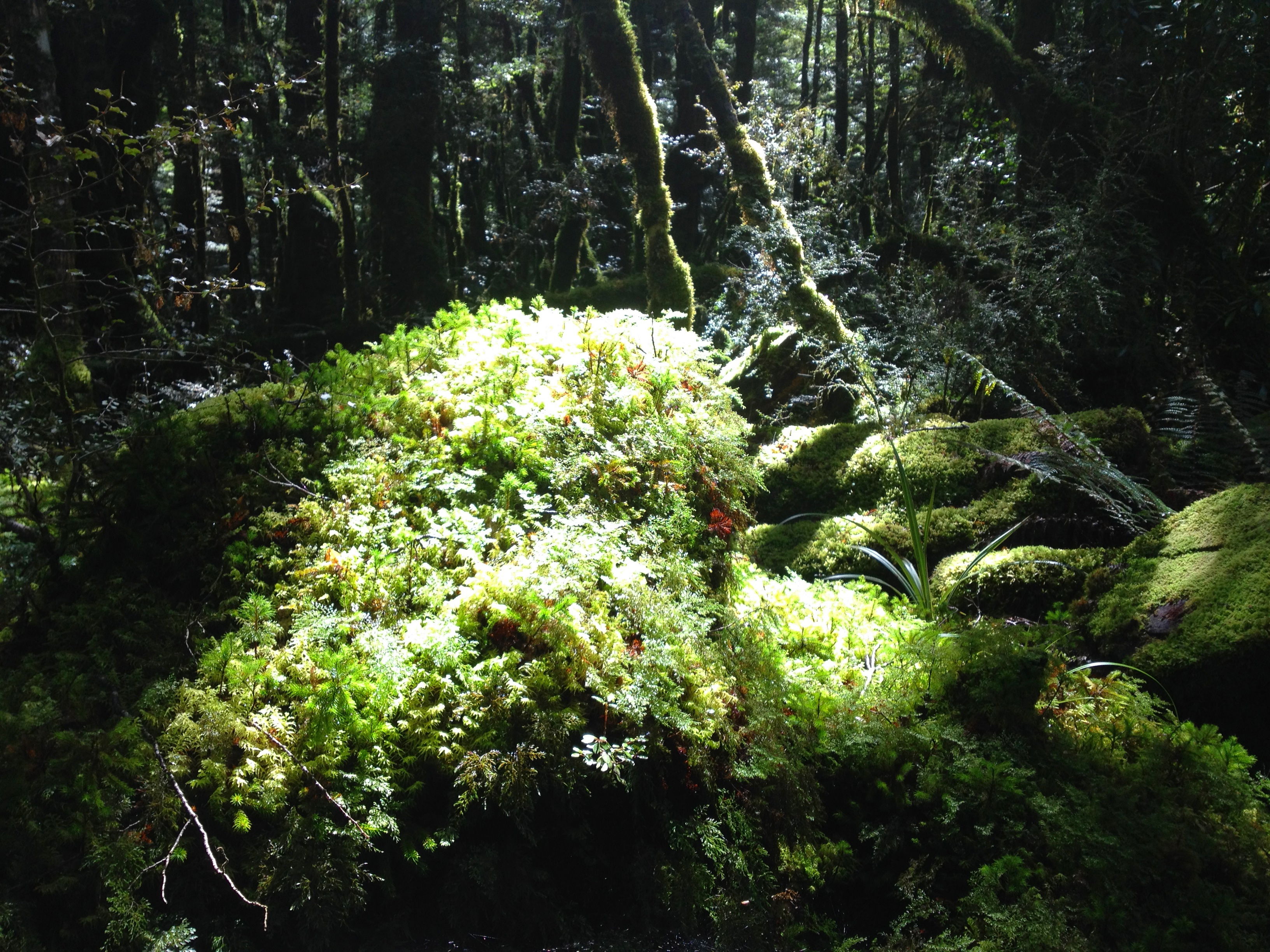 Sendero Natural del Lago Gunn, por Roberto Gonzalez