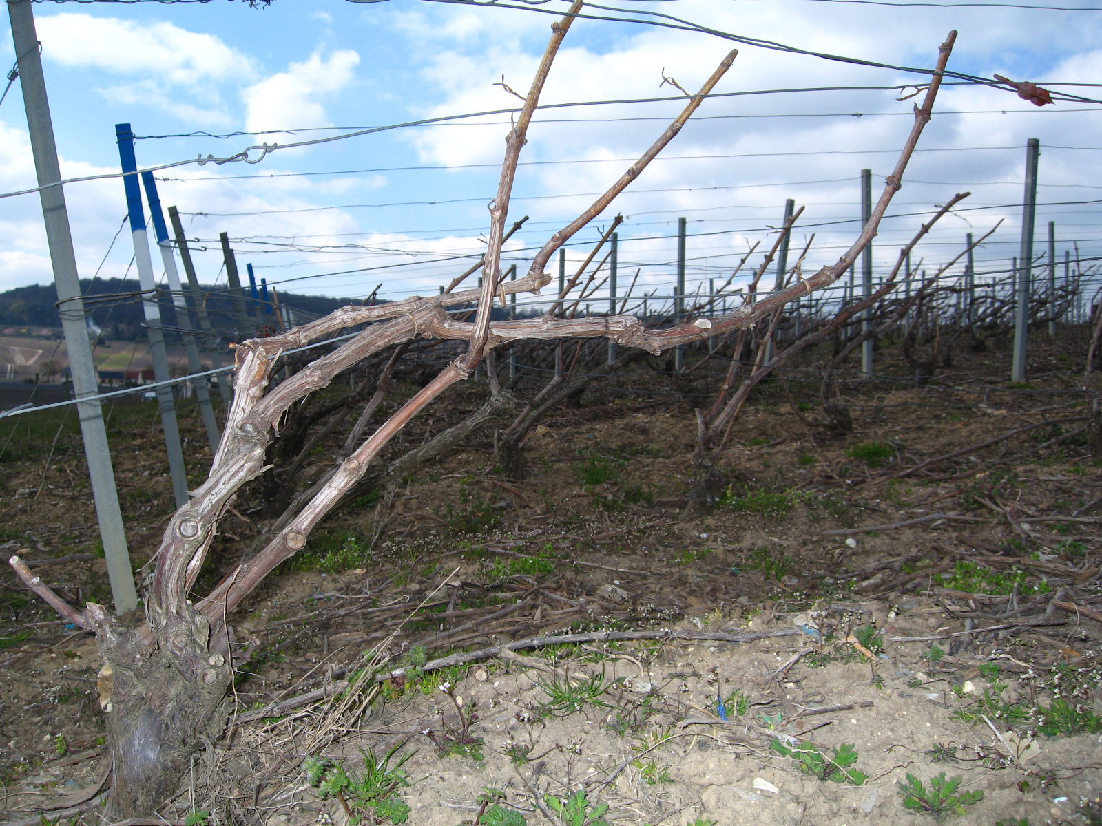 Viñedos de Champán, por guanche