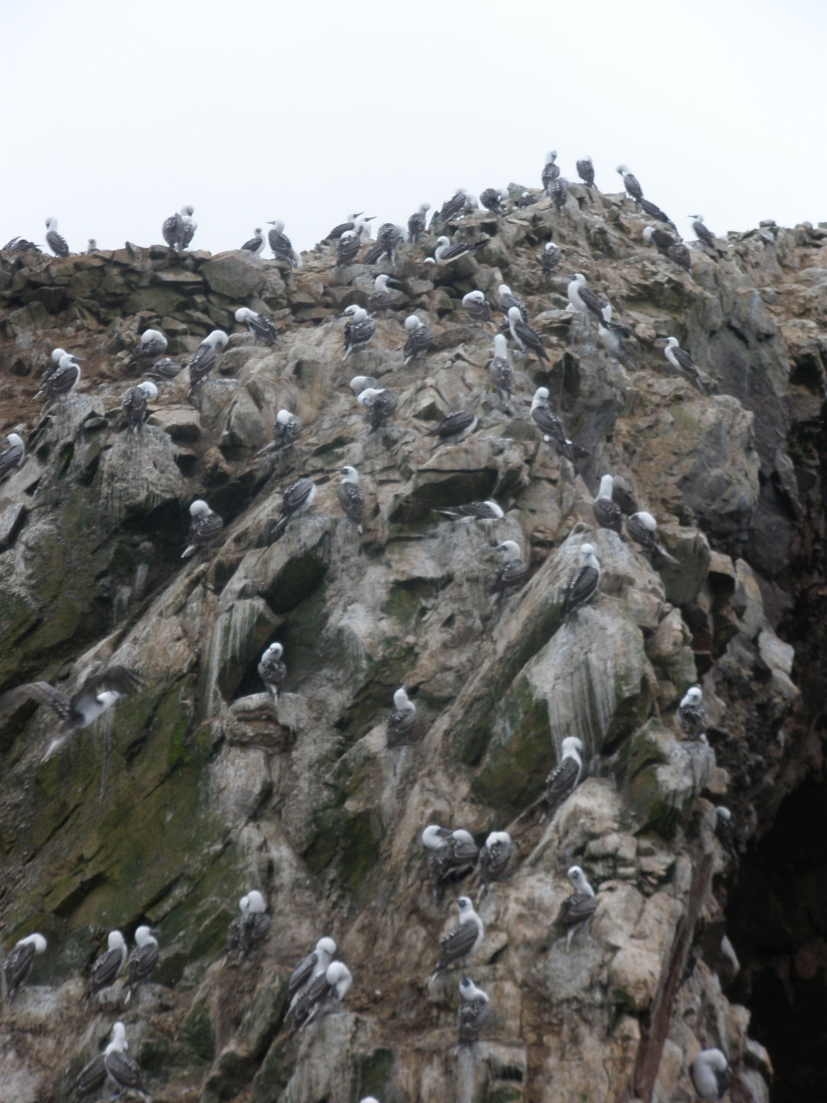 Islas Ballestas, por mmozamiz