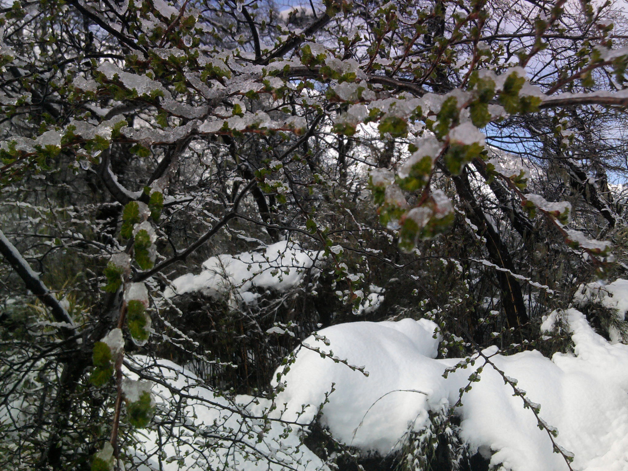 Valle las trancas, por Marine Castell