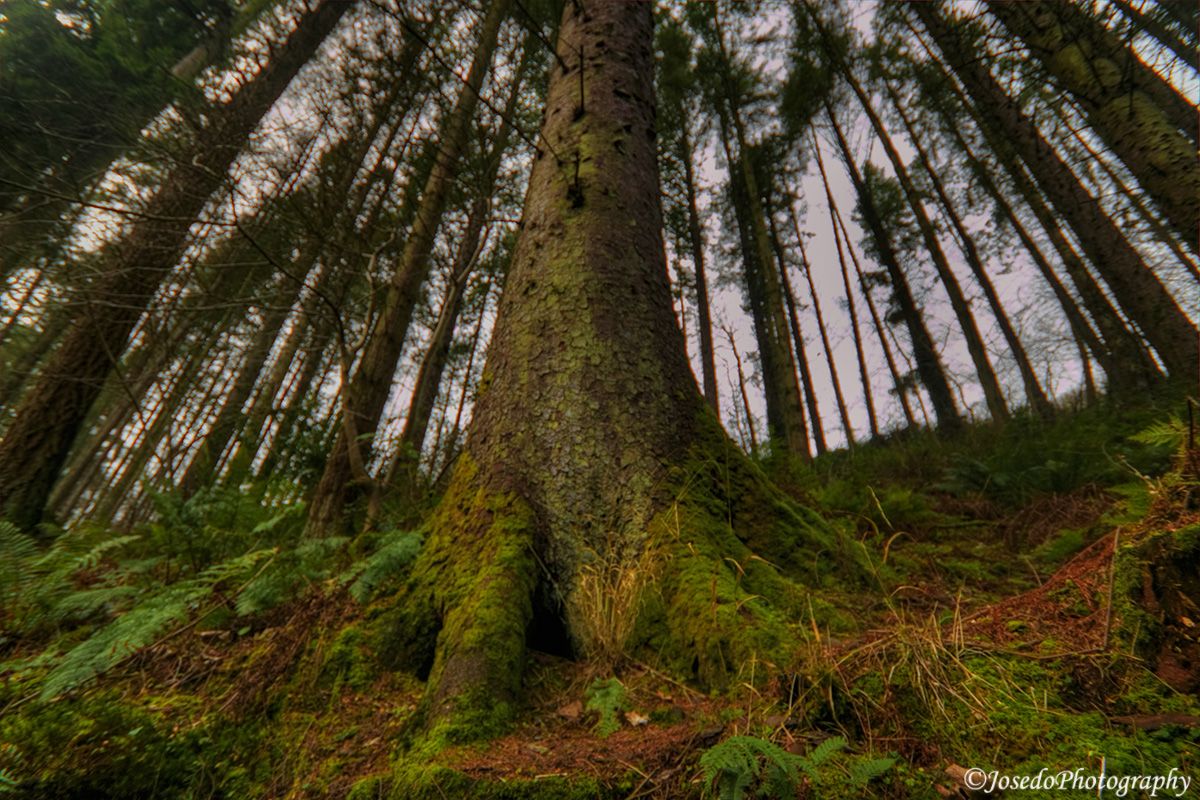 Glenariff Forest Park, por Josedo