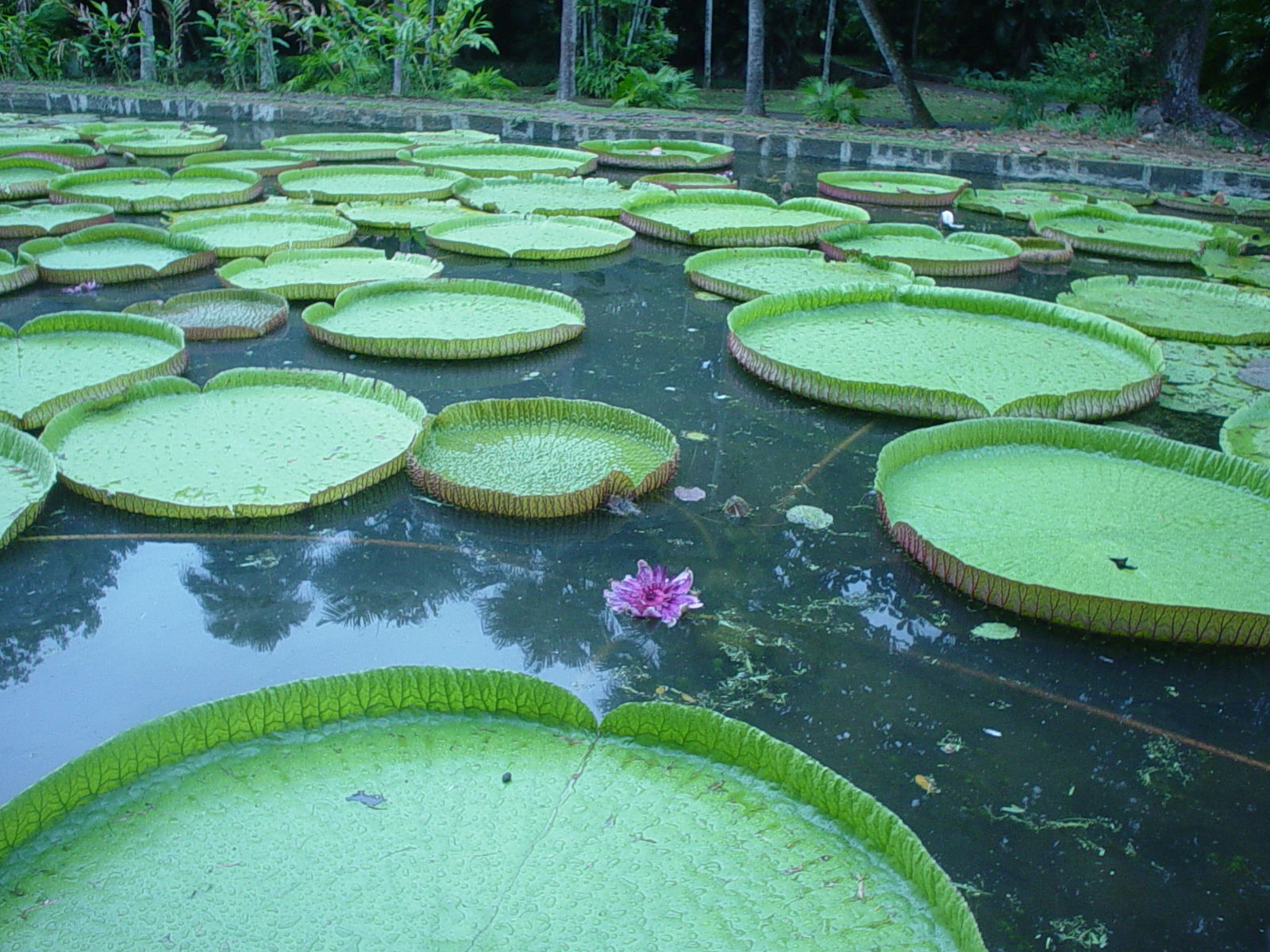 Jardín Botánico Sir Seewoosagur Ramgolam, por fab