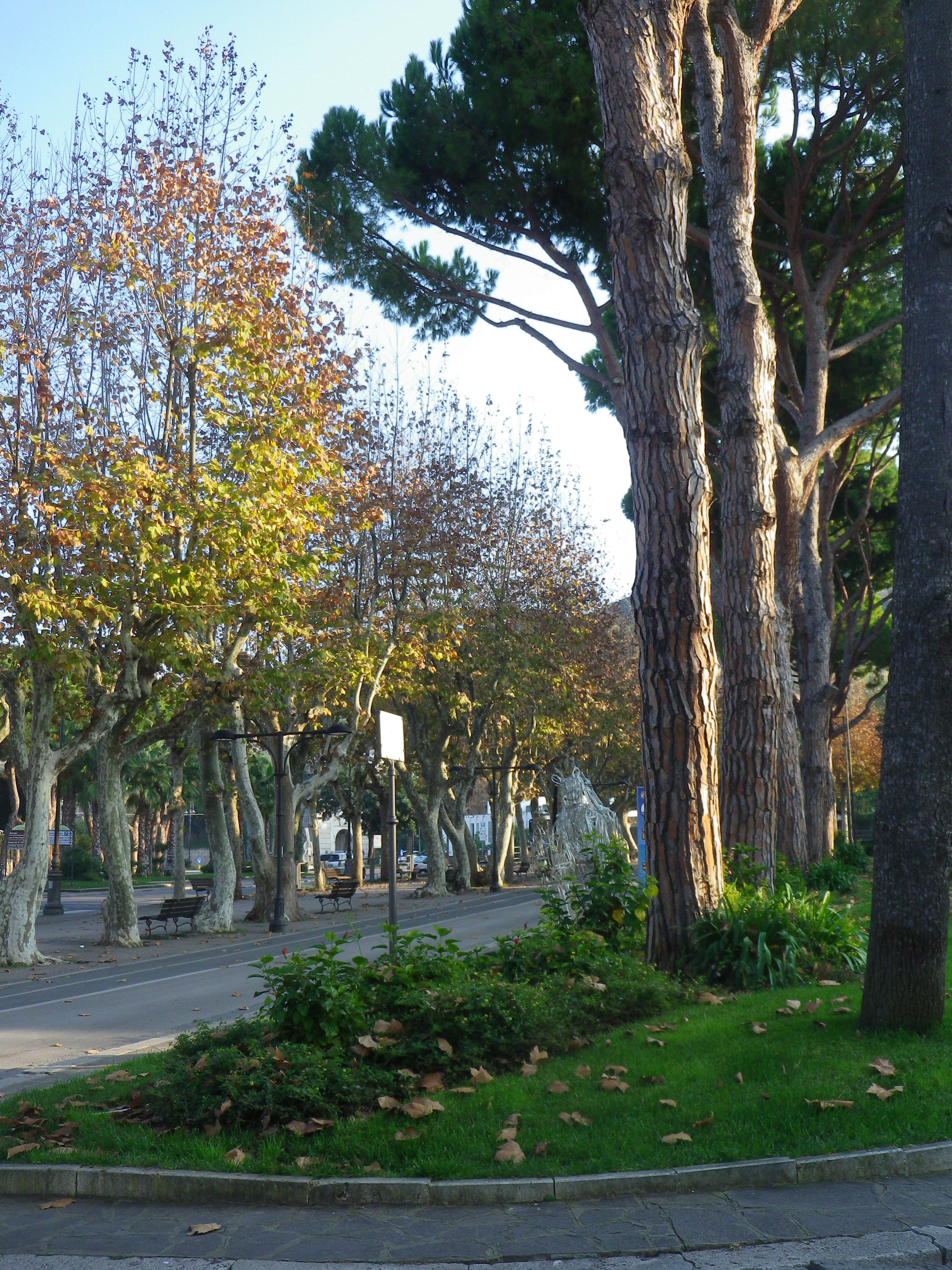 Il Viale con i platani, por cinzia d'agostino