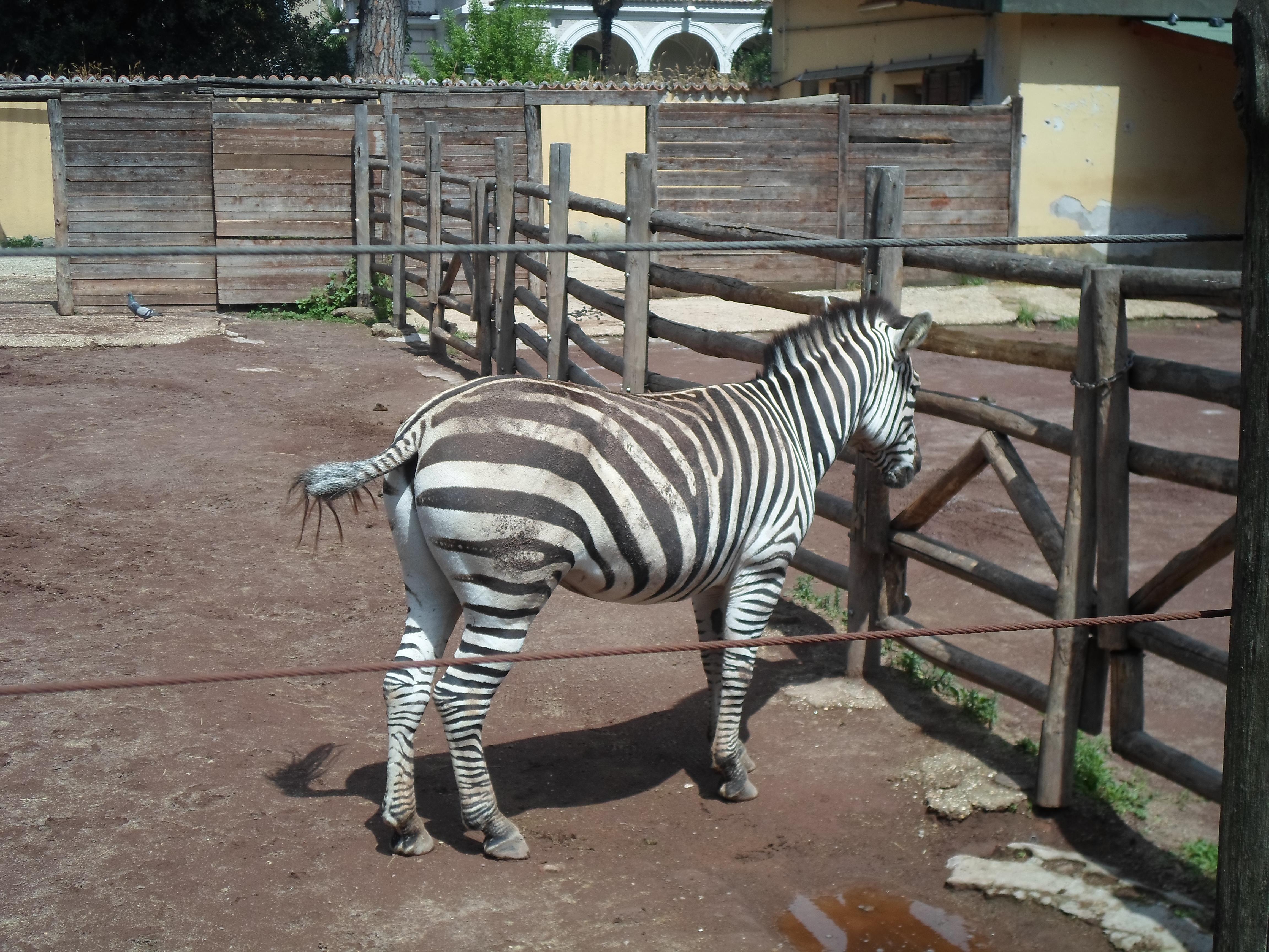 Descubre los fascinantes zoos en Italia que te sorprenderán