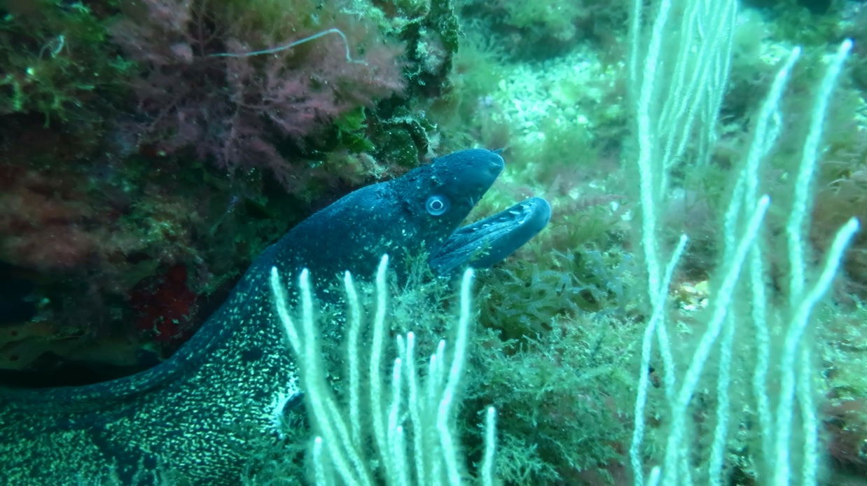 Buceo en Islas Medas, por Julio Castro Pardo