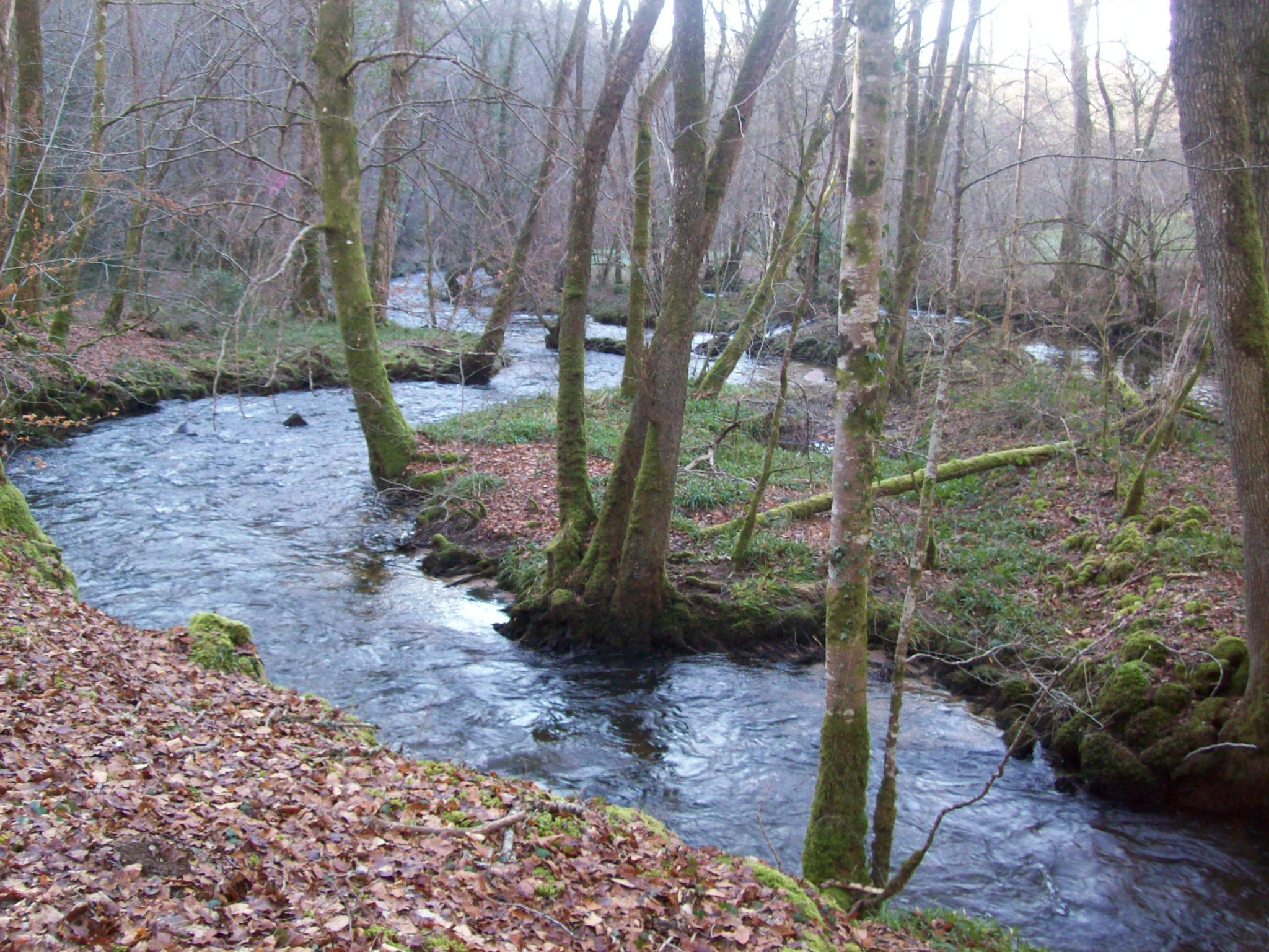 Bosque de Epagne, por Lysiane