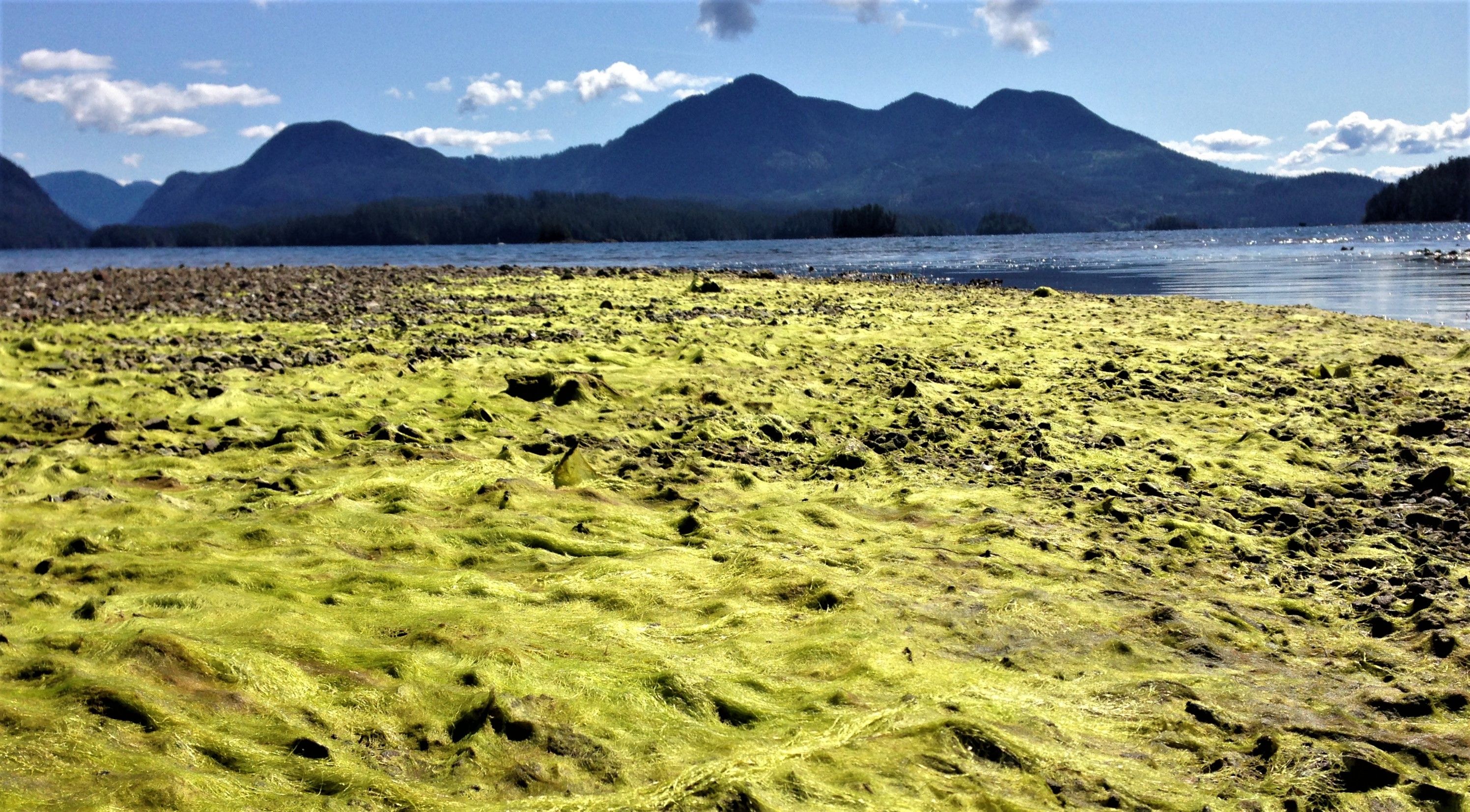 Toquart Bay, por Beatriz Afonso